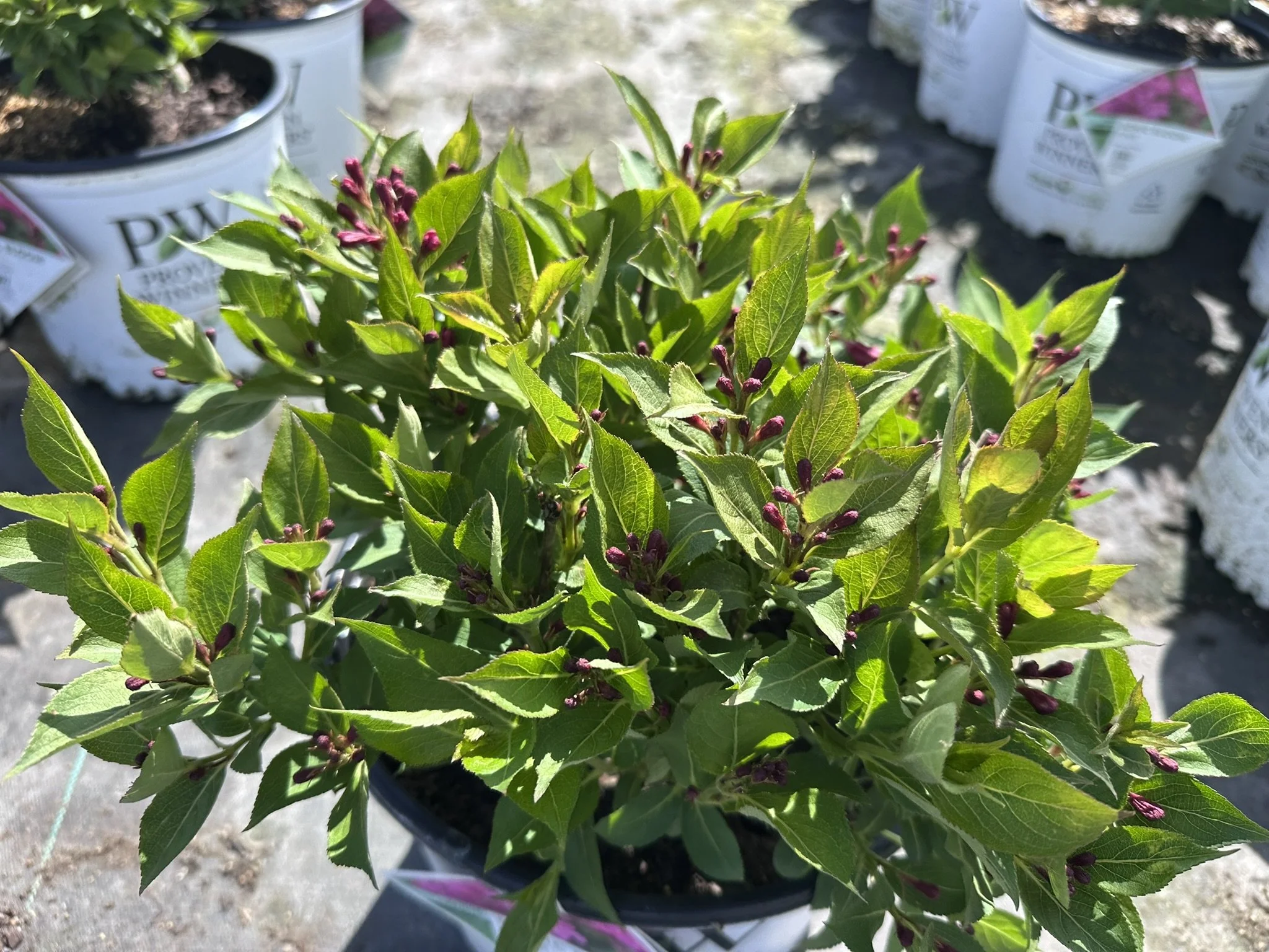 Weigela florida Sonic Bloom® Pink 'Bokrasopin' PP24572
