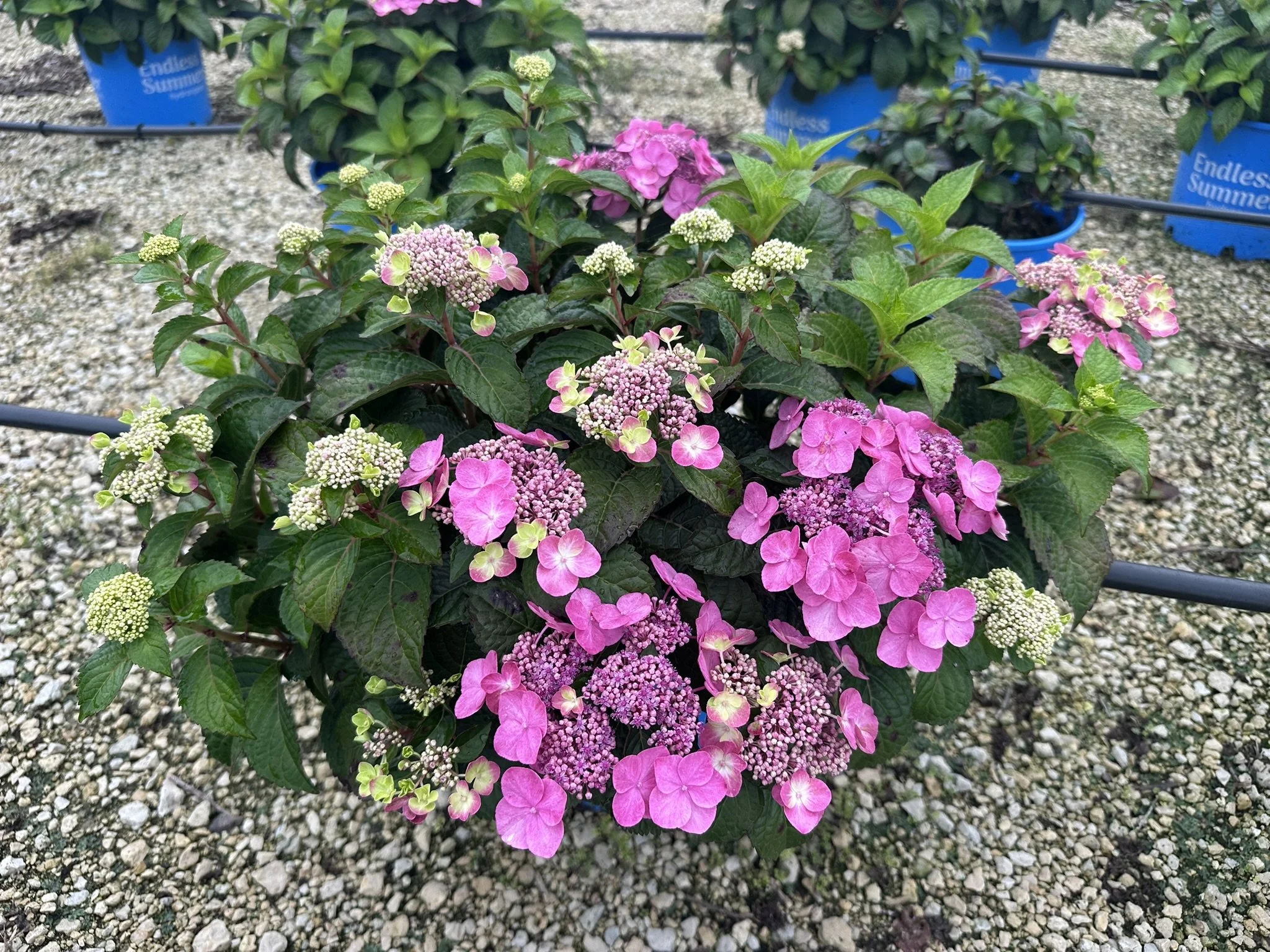 Hydrangea macrophylla Pop Star® 'BAILMACSIX' PP33703