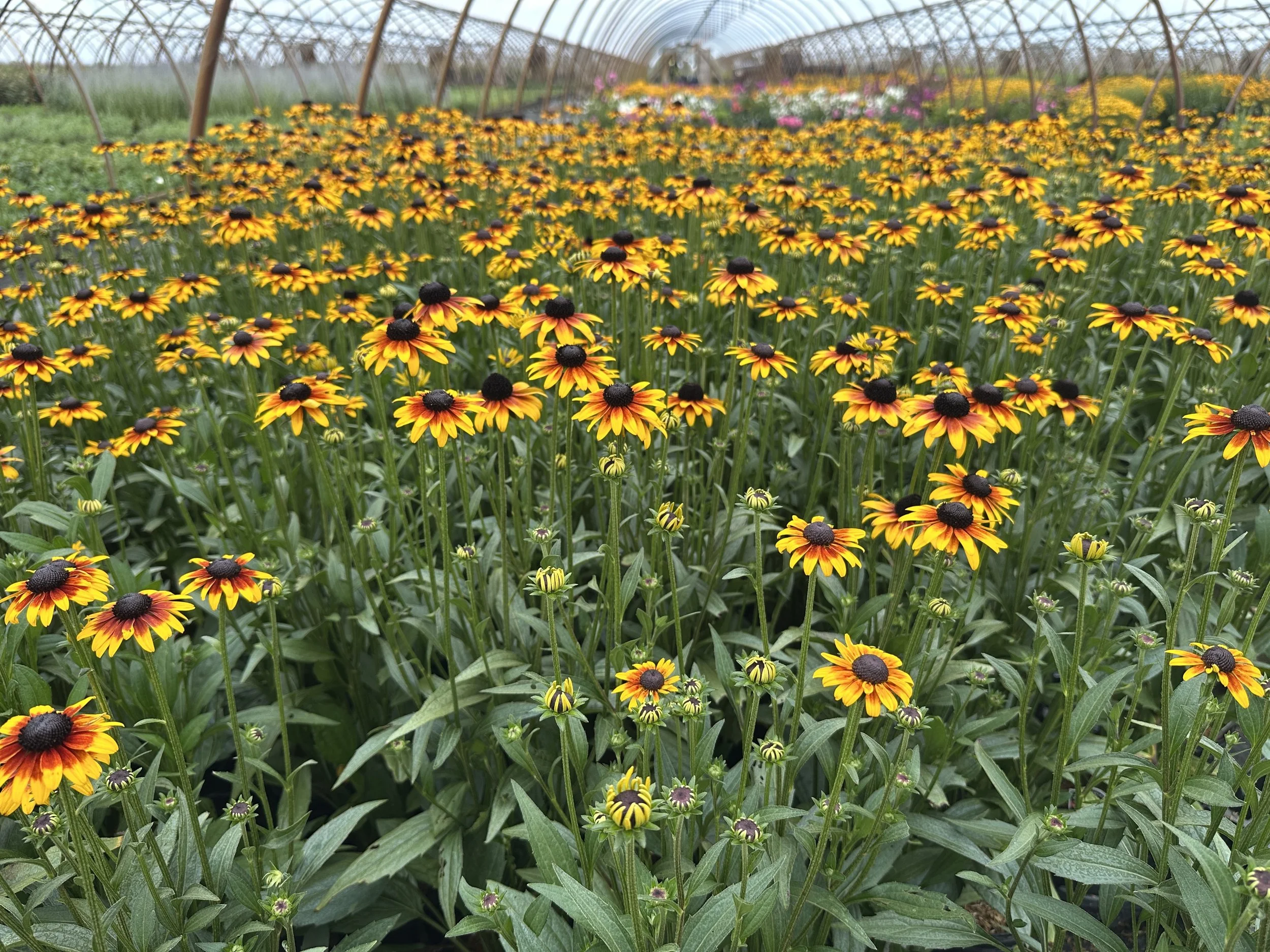 Rudbeckia Suntacular.JPG