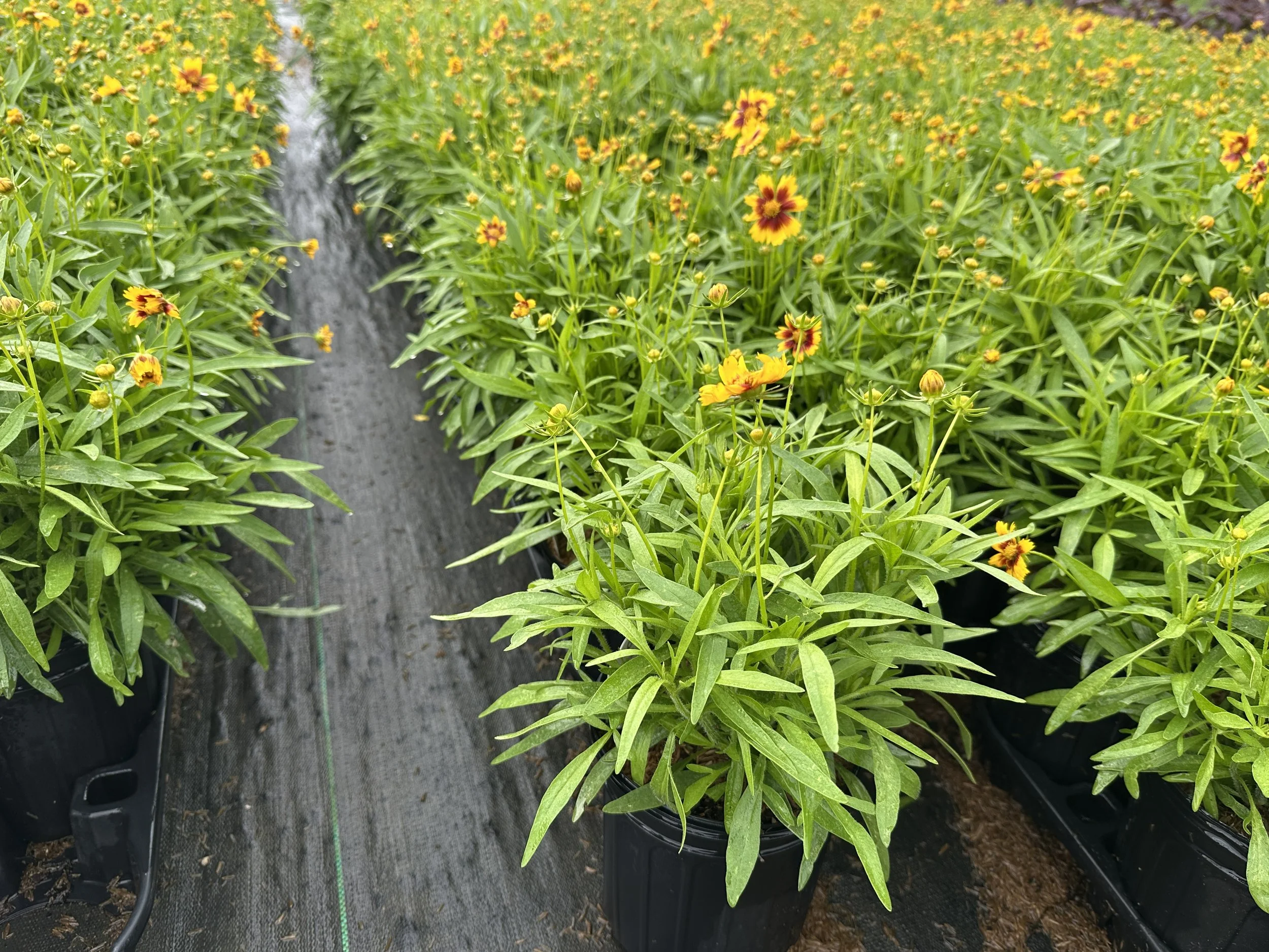 Coreopsis UpTick™ Yellow & Red 'Baluptowed' PP28865