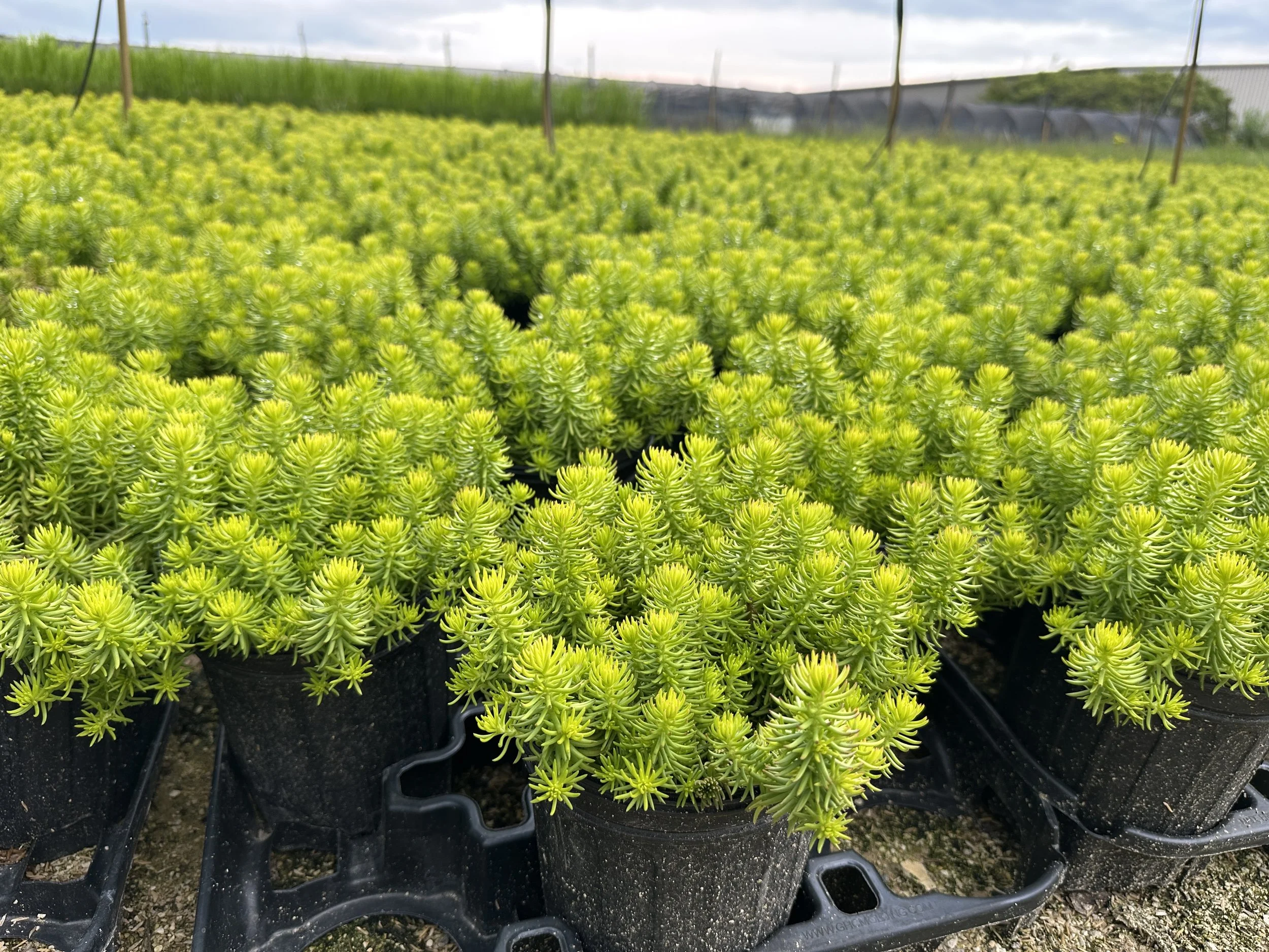 Sedum Angelina.JPG