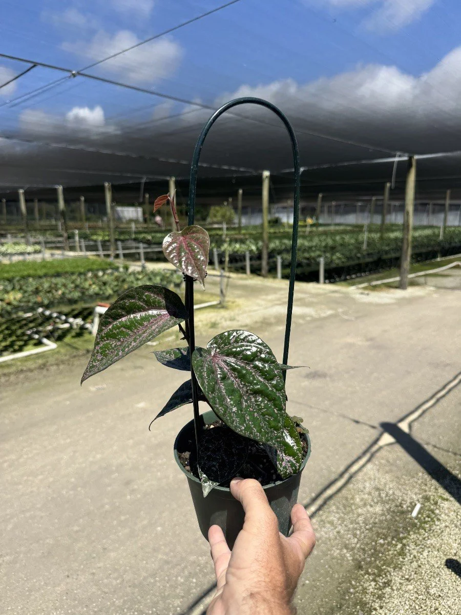 6IN Piper Crocatum.jpg