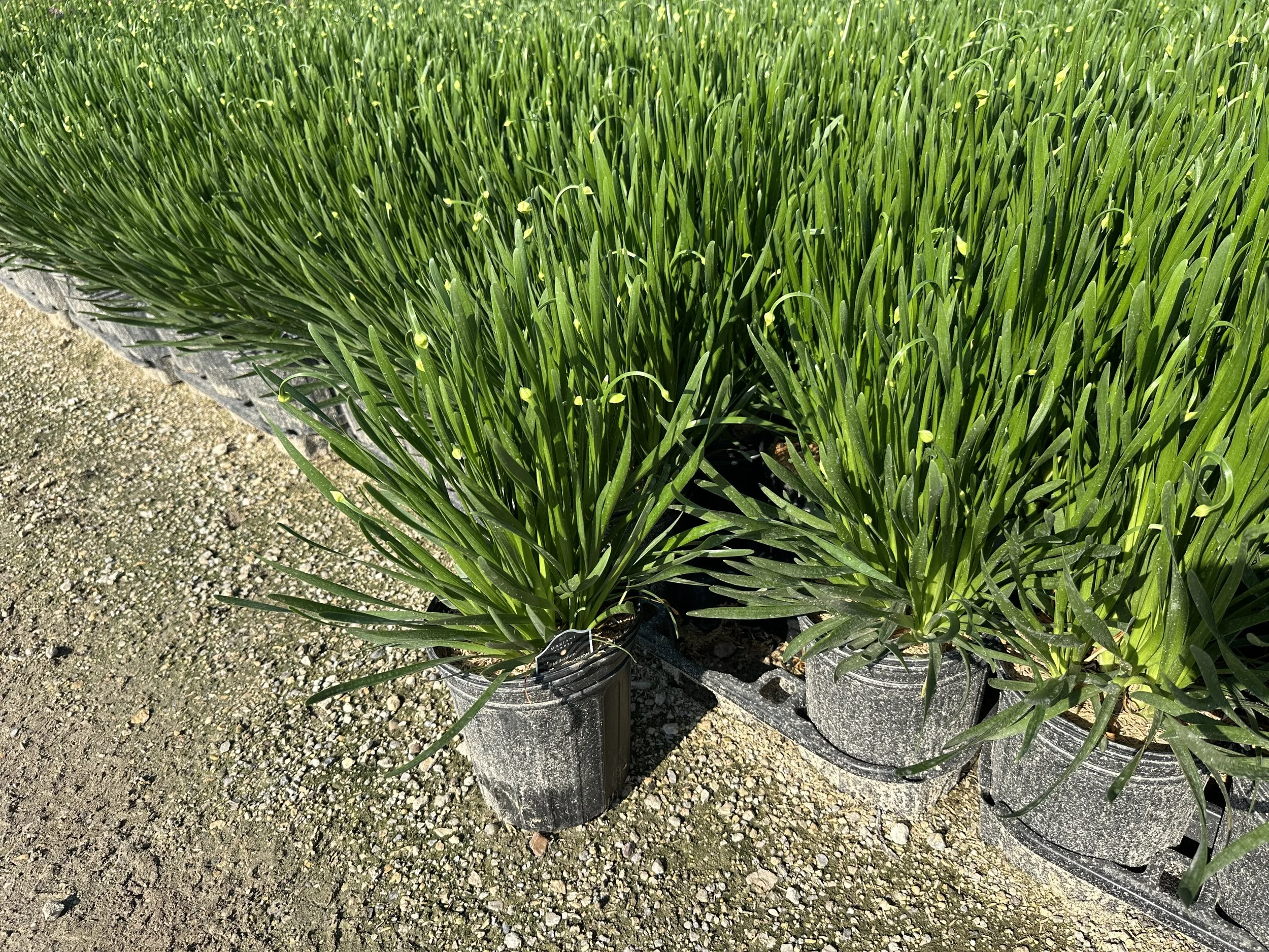 Allium 'Millenium'