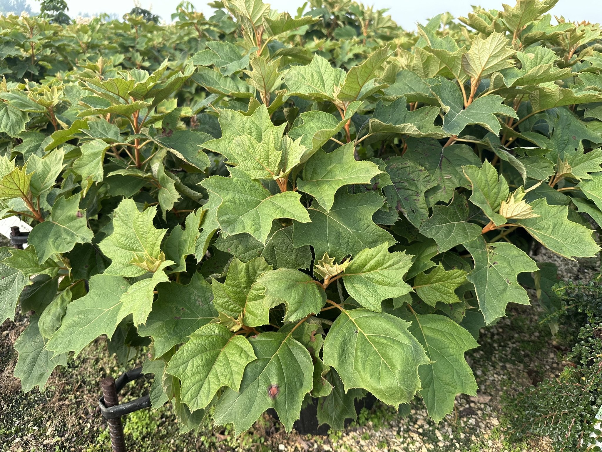 Hydrangea quercifolia 'Alice'