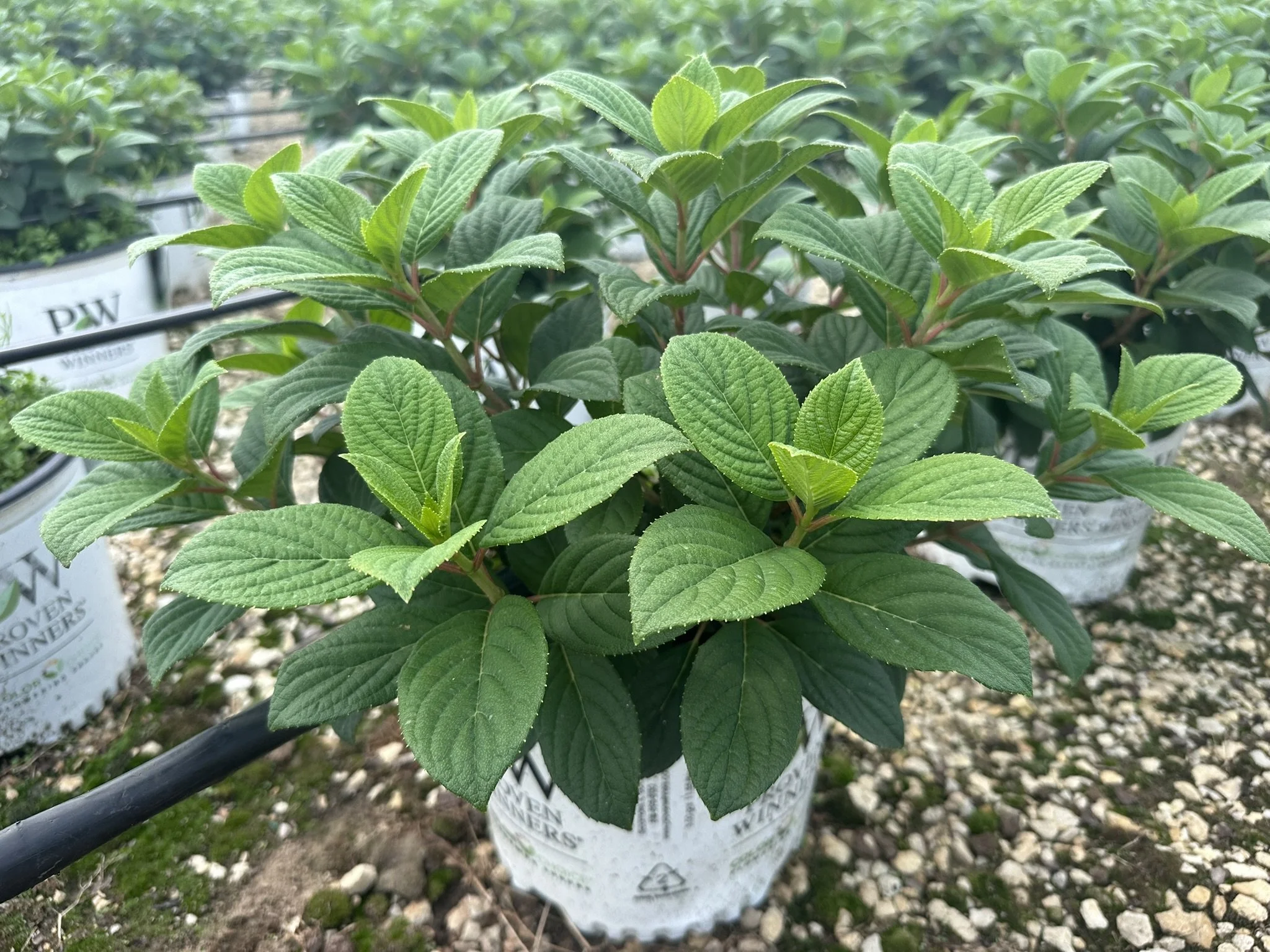 Hydrangea paniculata Little Quick Fire® 'SMHPLQF' PP25136