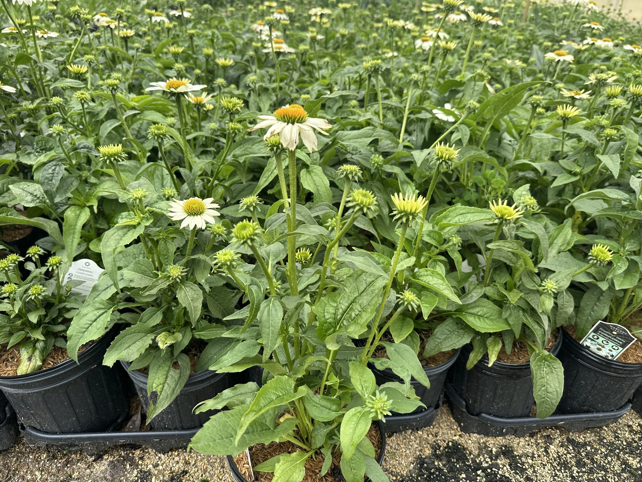 Echinacea purpurea 'PowWow White'