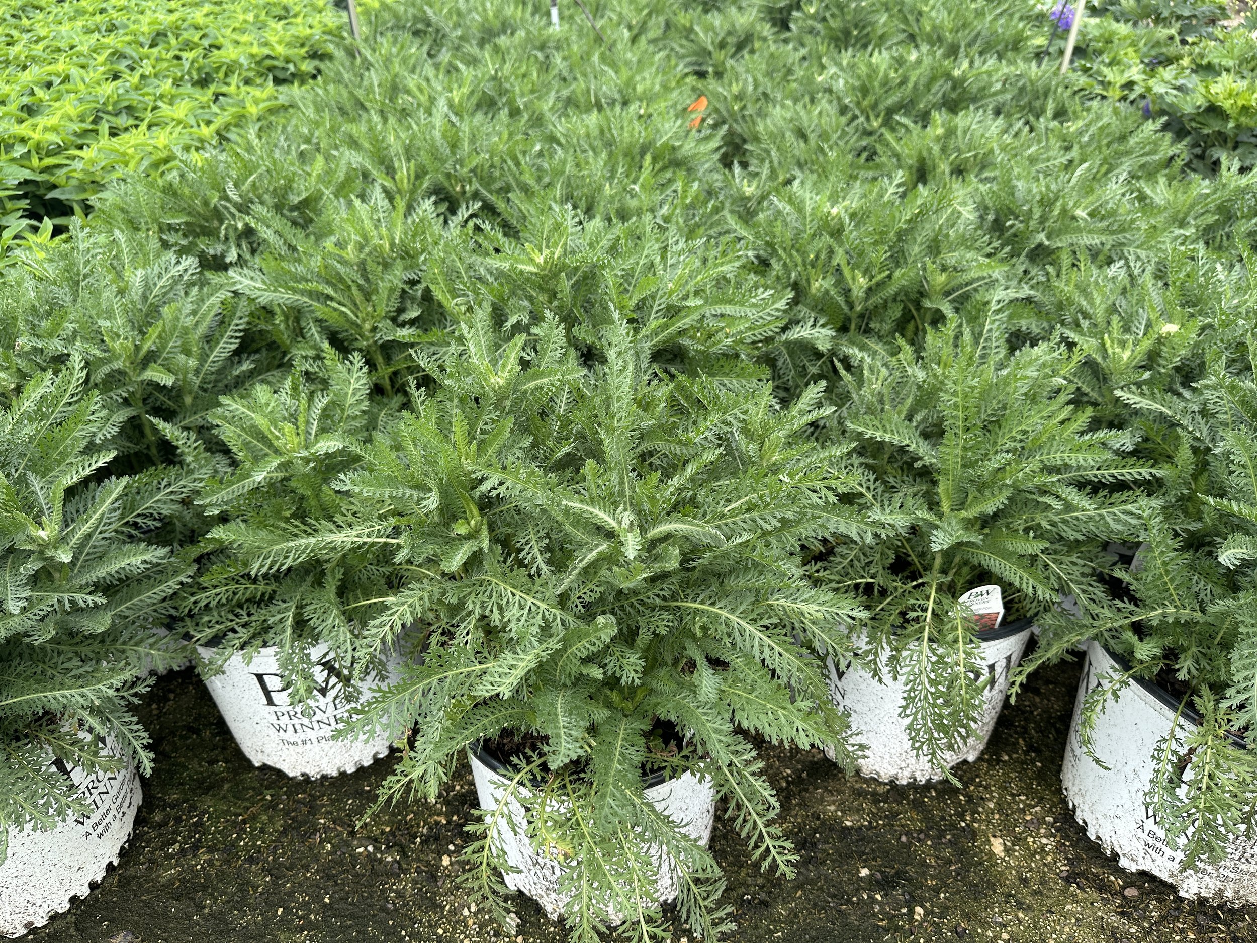 #3 Achillea Firefly Red Pop.JPG