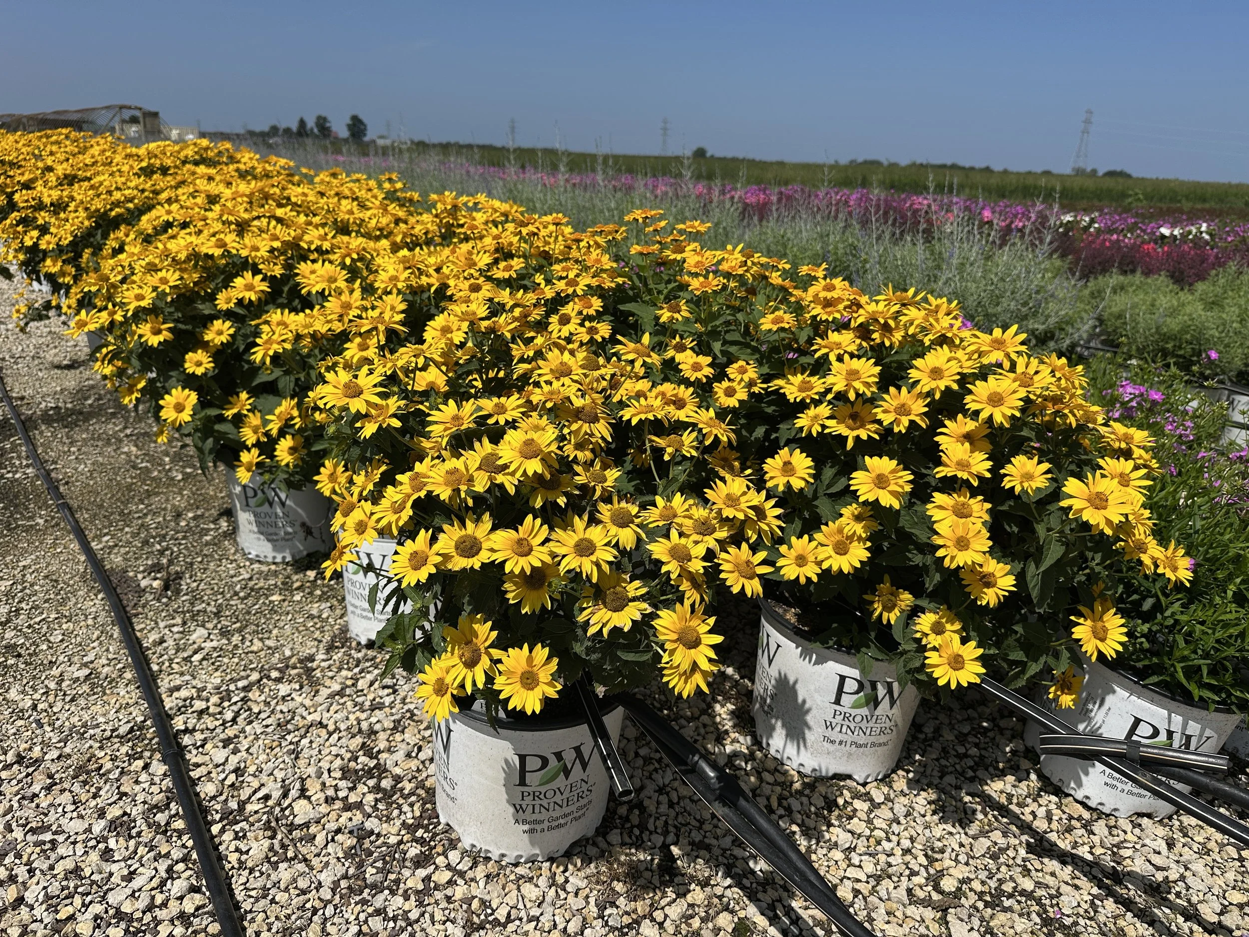 Heliopsis Tuscan Gold™ 'Inhelsodor' PP29819