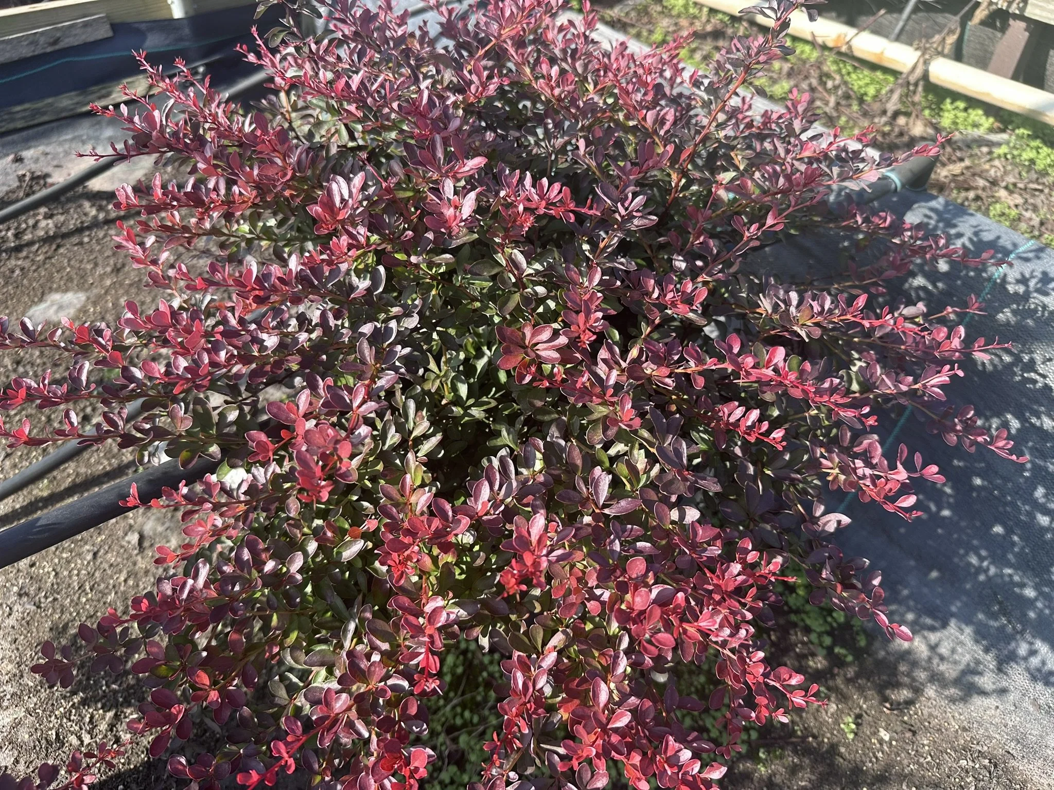 Berberis thun. var. atropurpurea 'Crimson Pygmy'