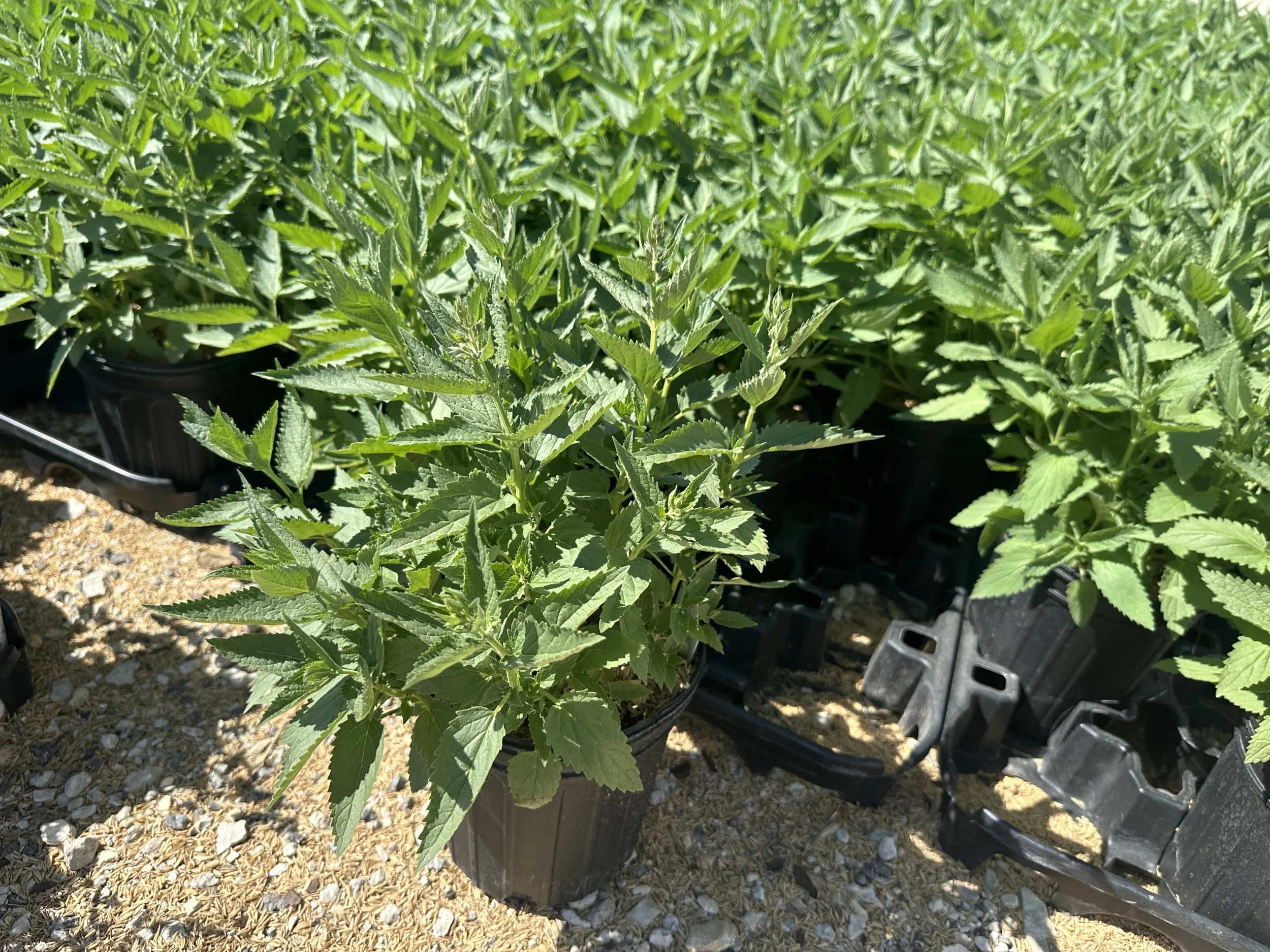 Nepeta subsessilis Prelude™ Purple 'Balprelurp' PP33997