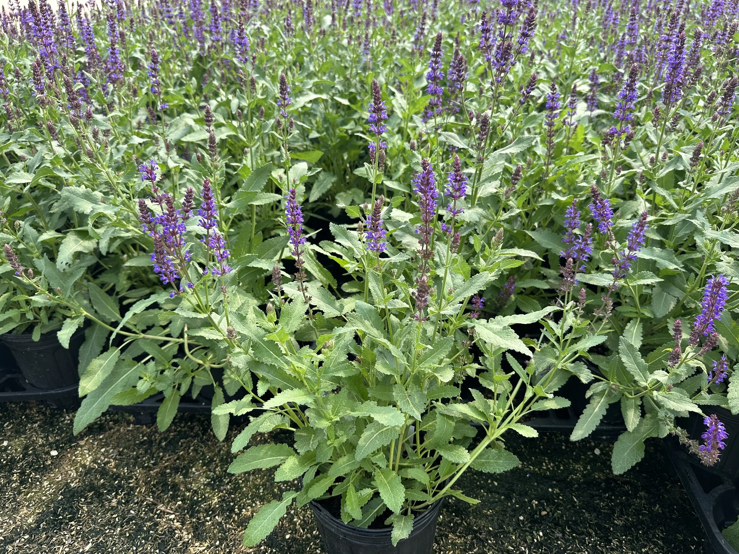 Salvia Wesuwe.JPG