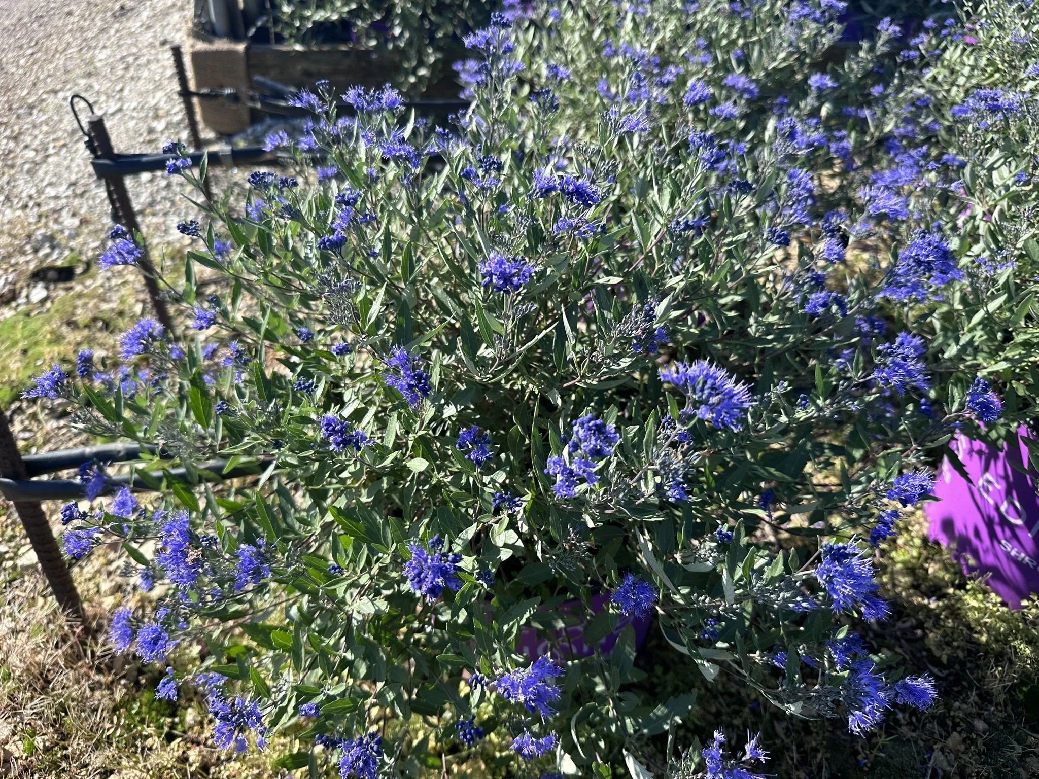 Caryopteris x clandonensis Sapphire Surf™  'Blauer Splatz'