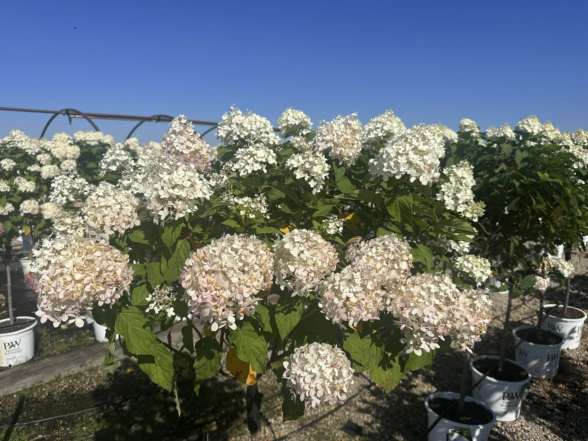 Hydrangea pan. 'Limelight' (Tree Form) PP12874