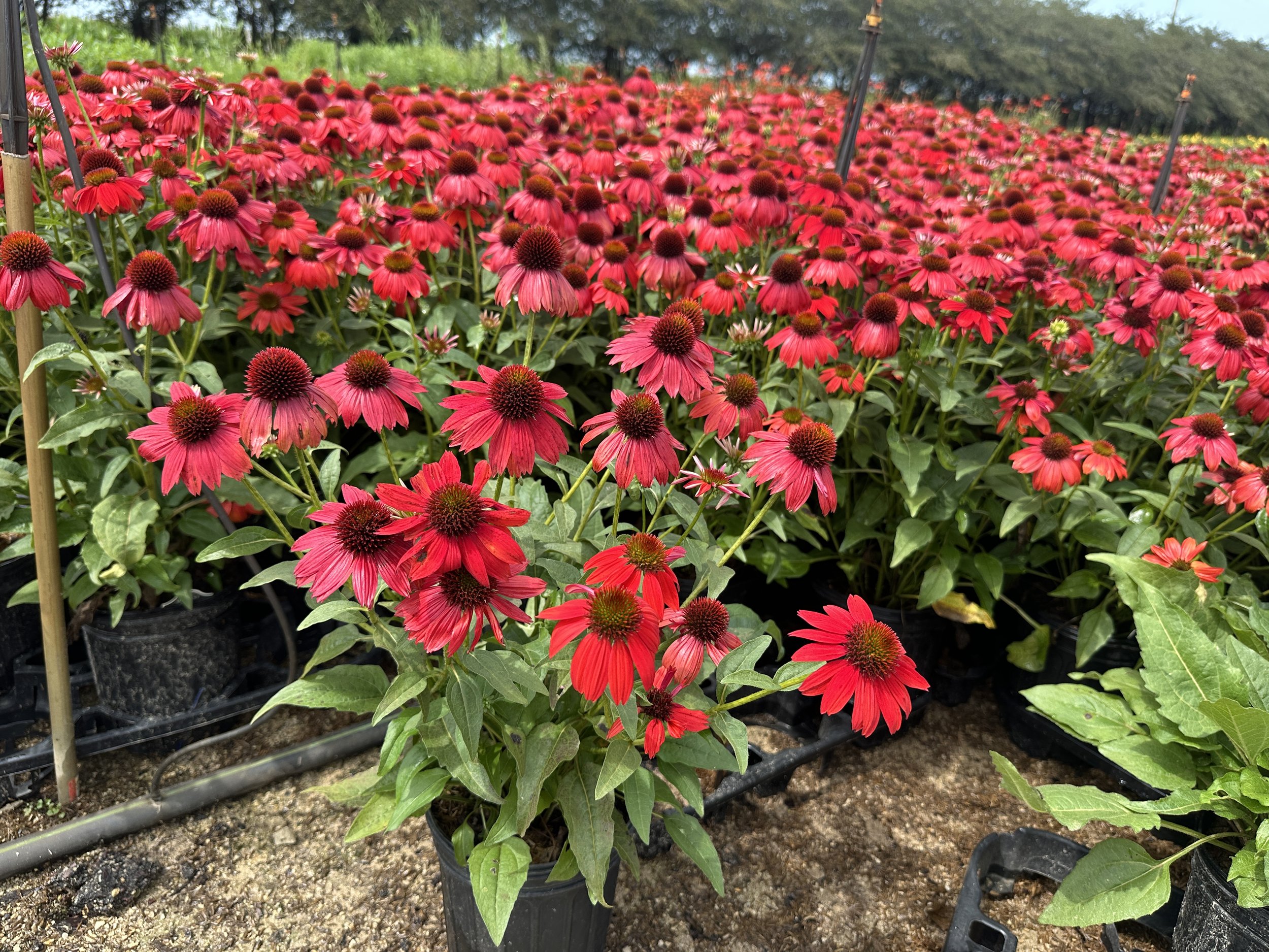 Echinacea Sombrero® Salsa Red 'Balsomsed' PP23105