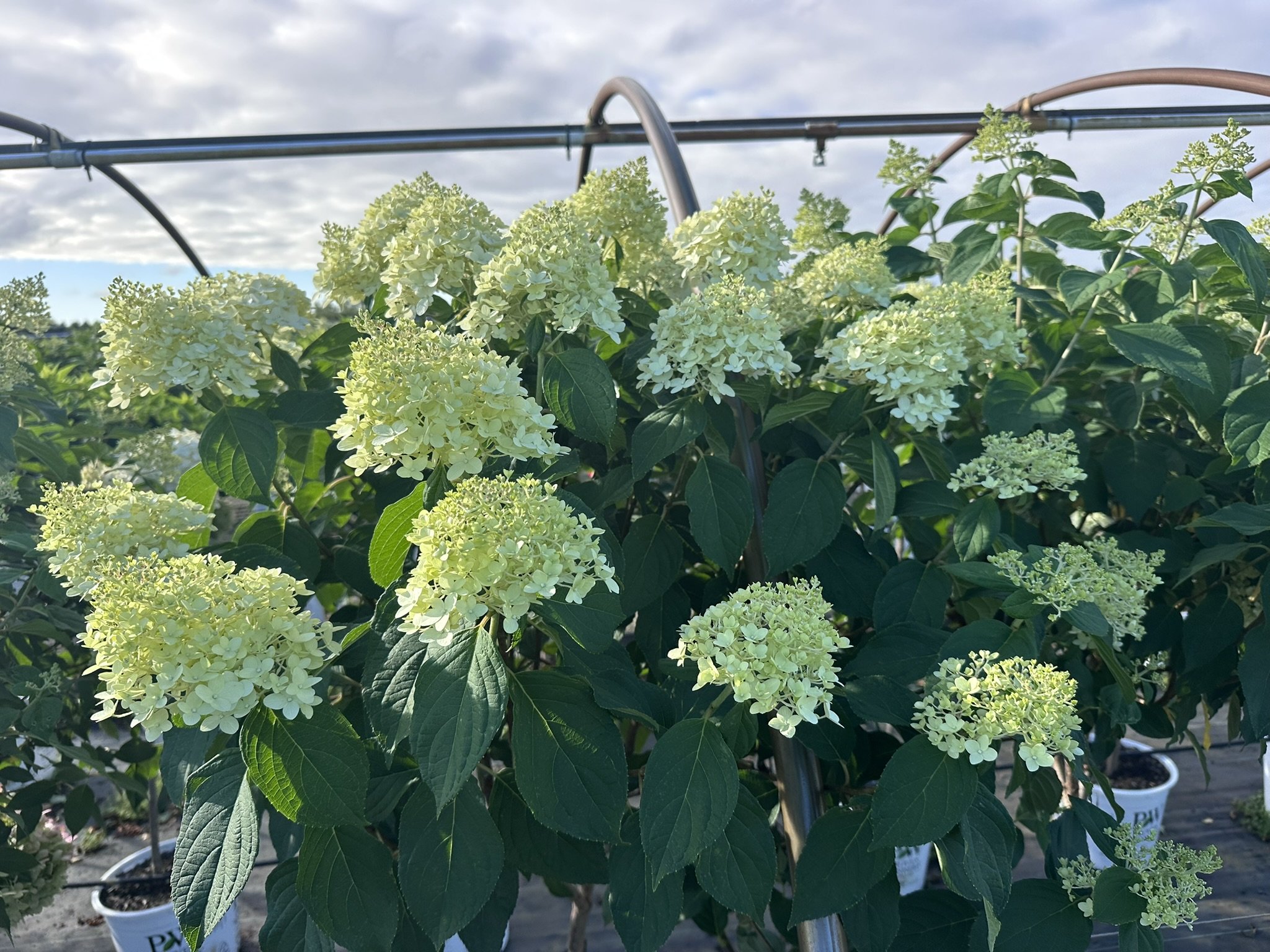 Hydrangea pan. 'Limelight' (Tree Form) PP12874