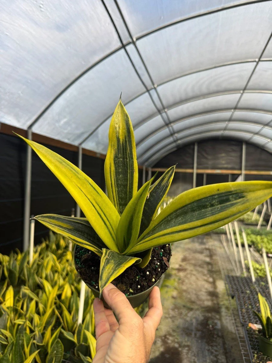 Sansevieria Golden Flame