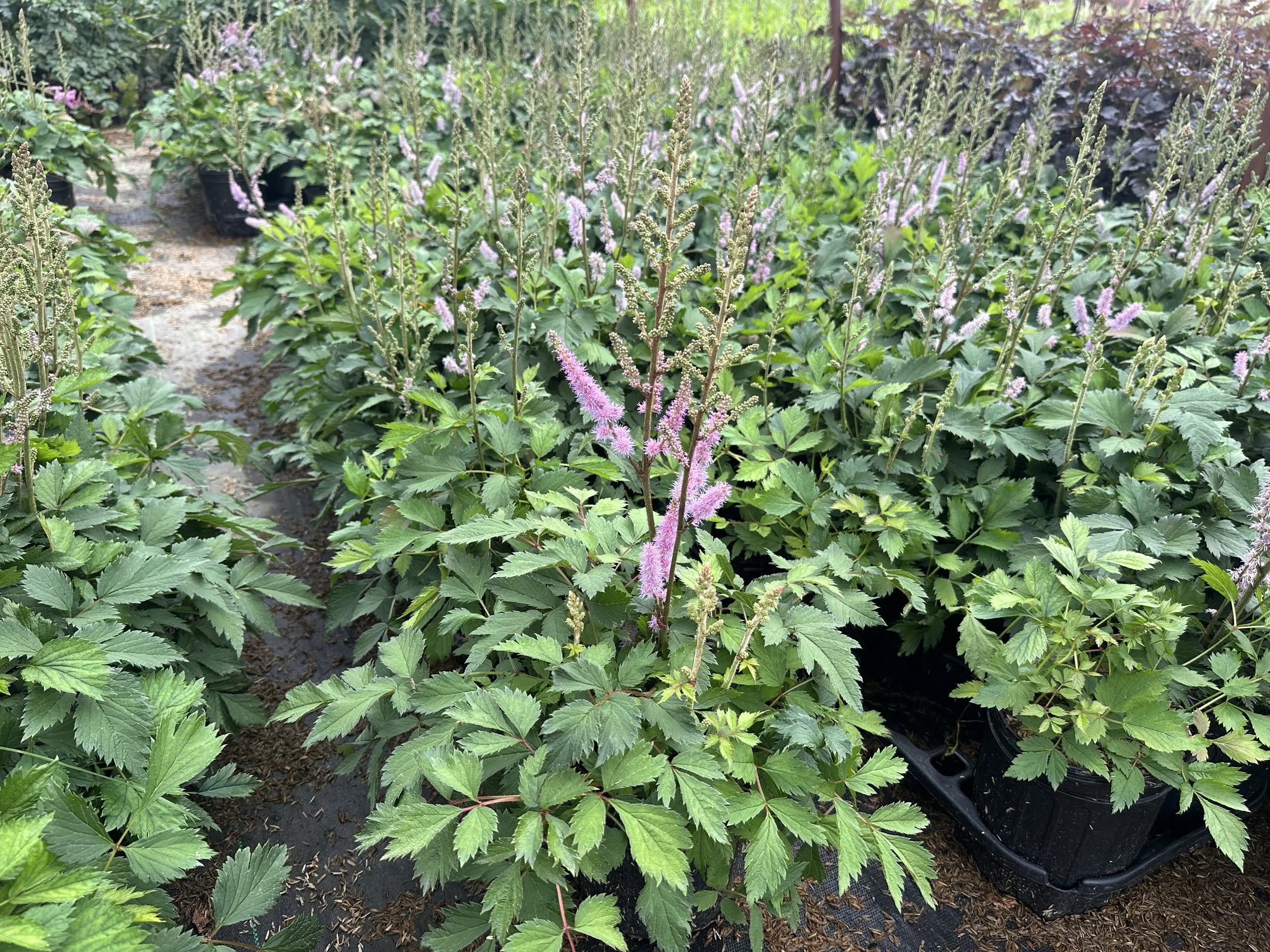 Astilbe chinensis 'Pumila'