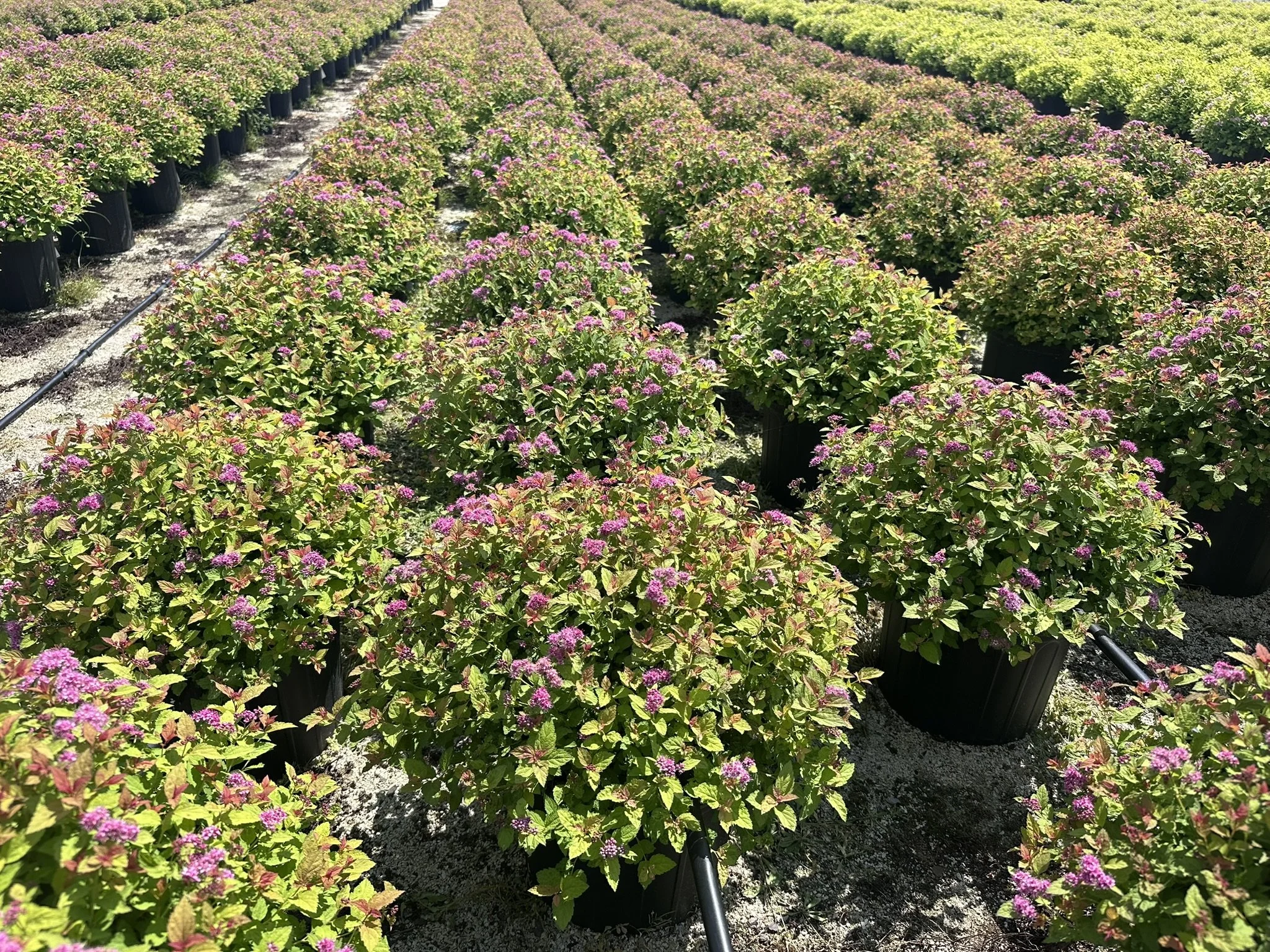 Spiraea japonica Magic Carpet™ 'Walbuma' PP9363