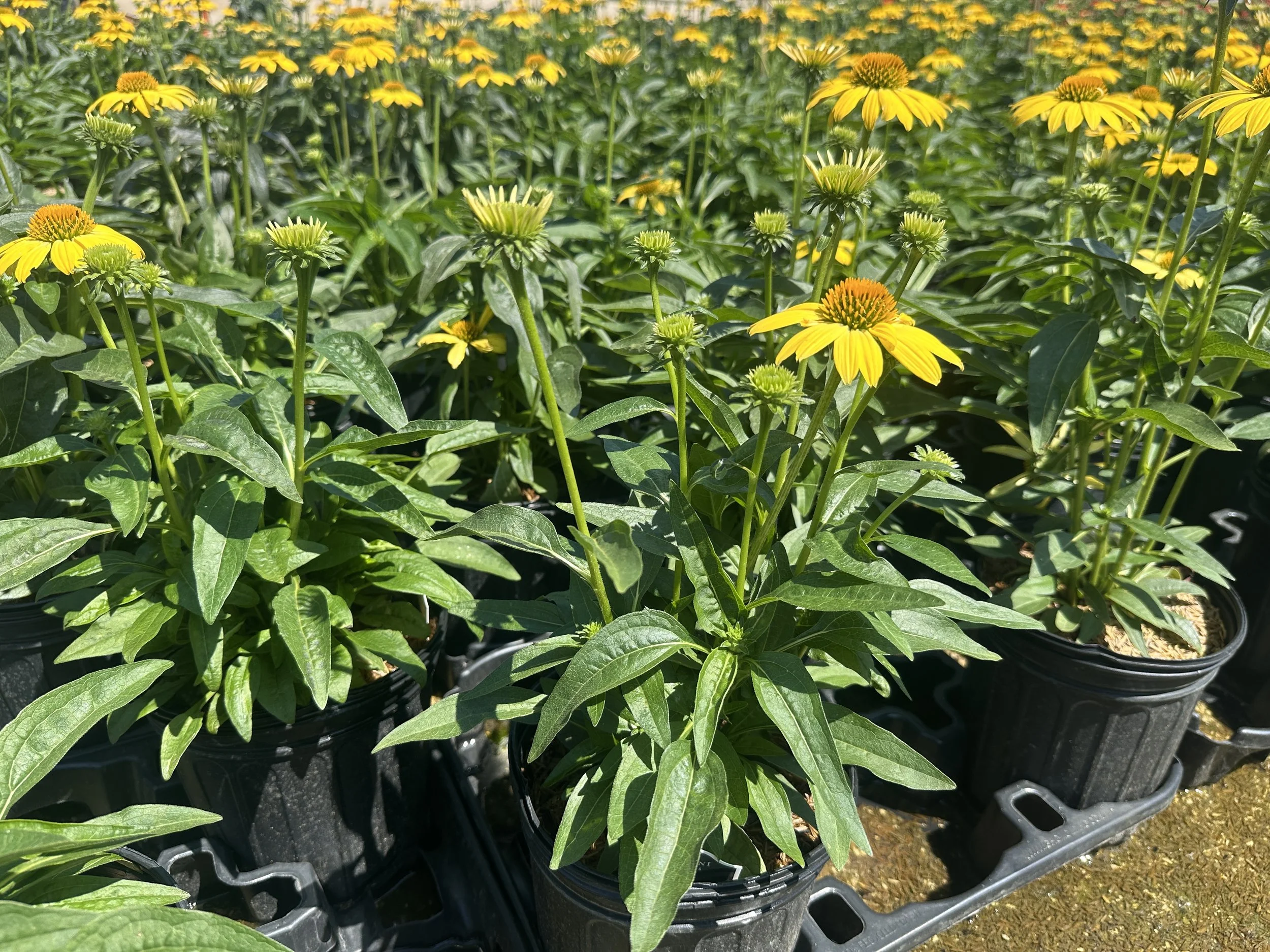 Echinacea Sombrero® Lemon Yellow Improved 'Balsomemyim' PP30116