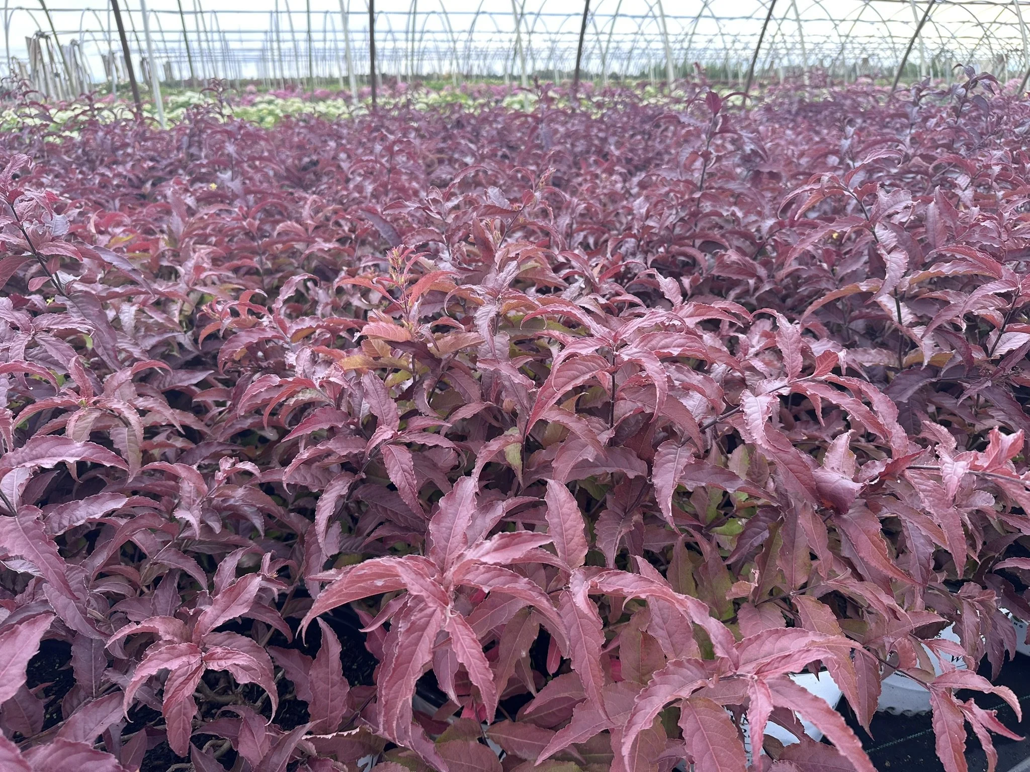 Diervilla x splendens Kodiak® Red 2.0 'SMNDSD' PP35792