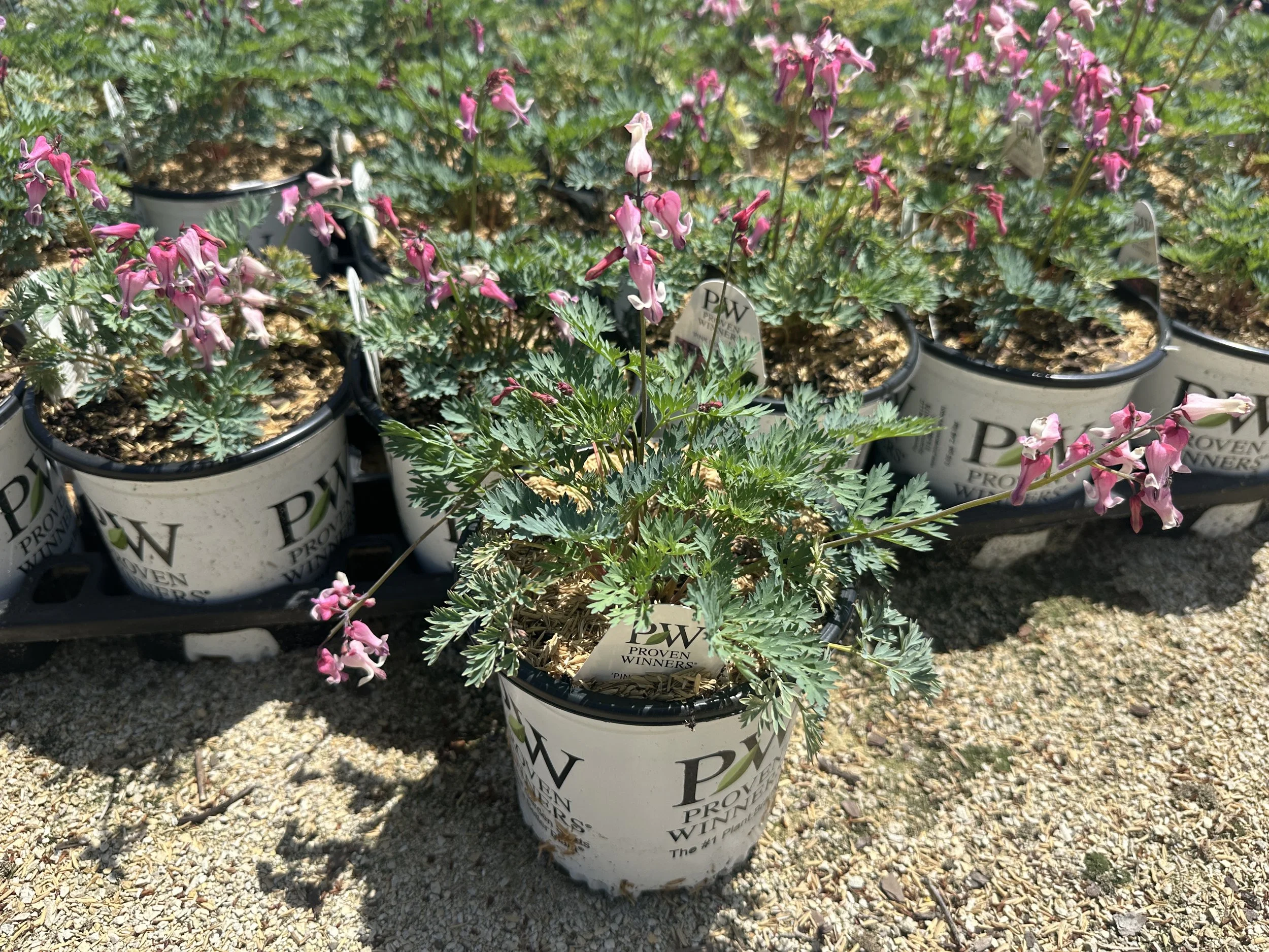 Dicentra 'Pink Diamonds'