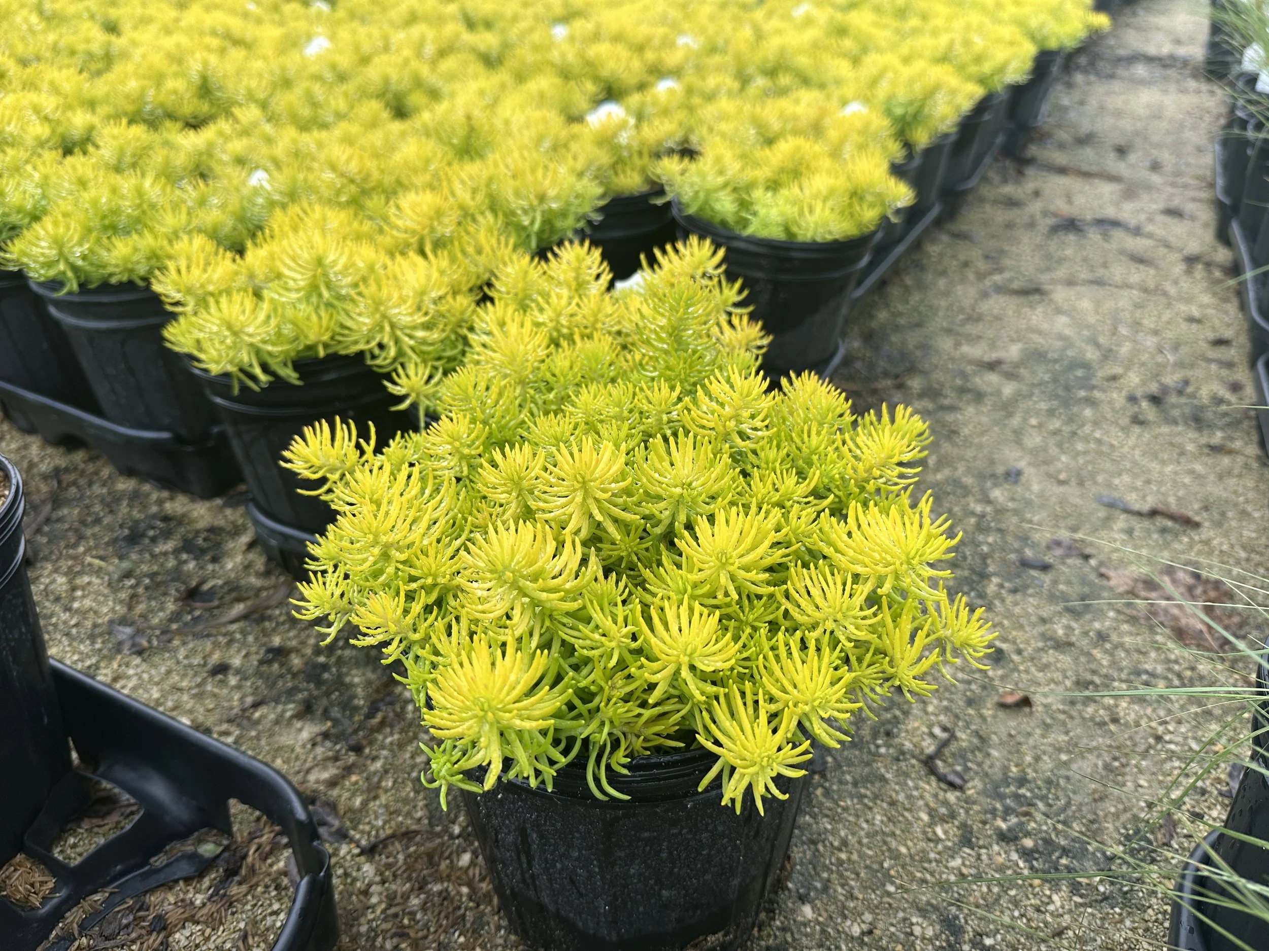 Sedum Angelina.JPG
