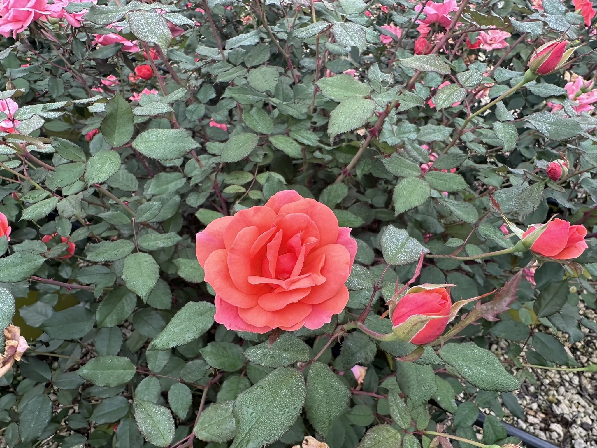 Rosa Coral Knock Out® PP19803