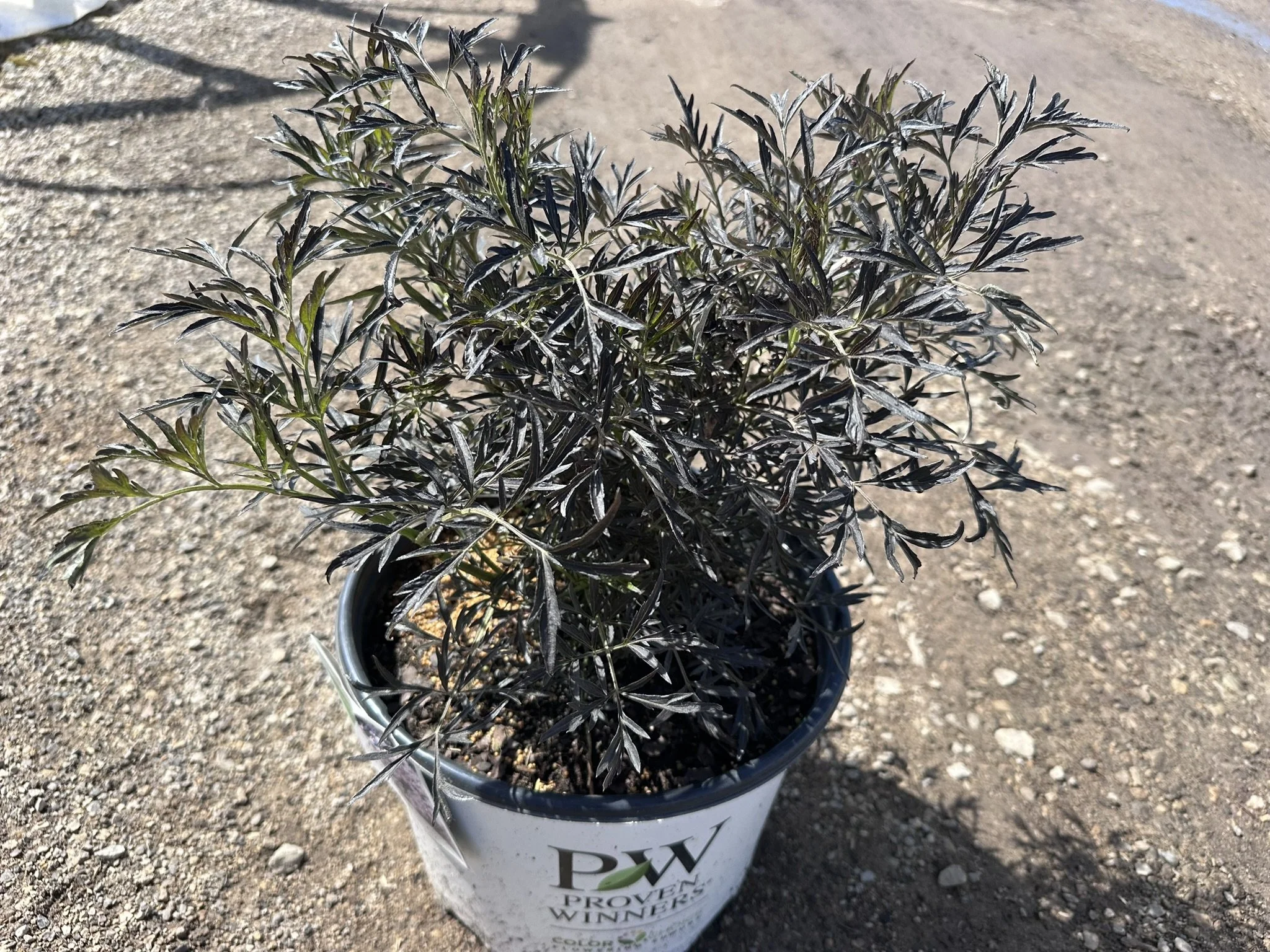 Sambucus Black Lace.JPEG