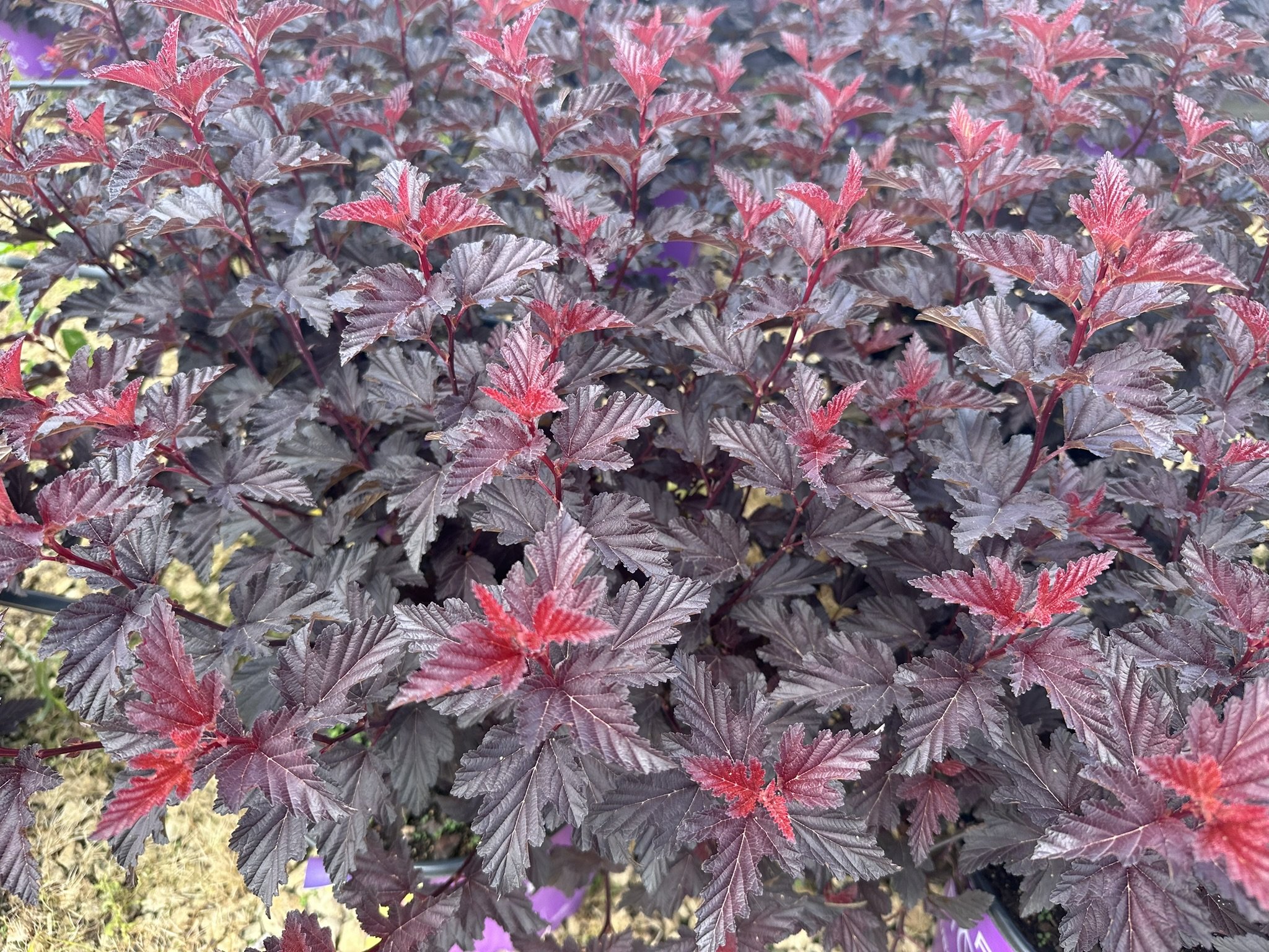 Physocarpus op. Fireside® 'UMNHarpell' PP30792
