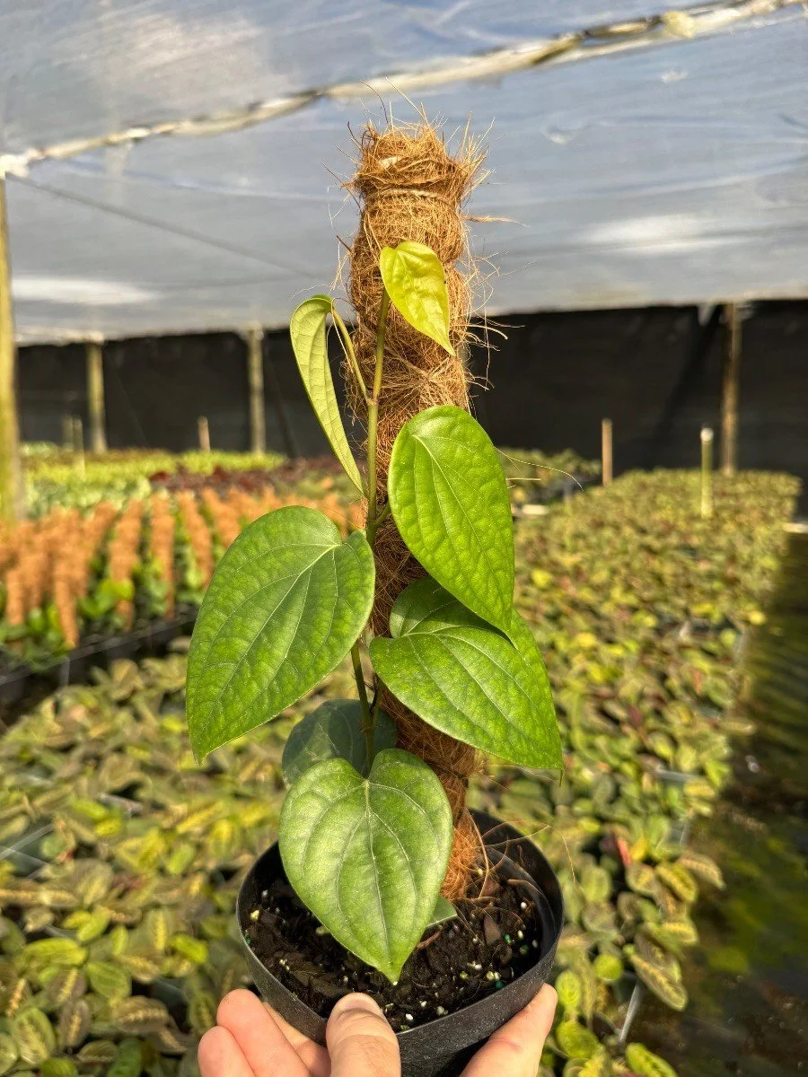 Piper Negrum (Black Pepper)