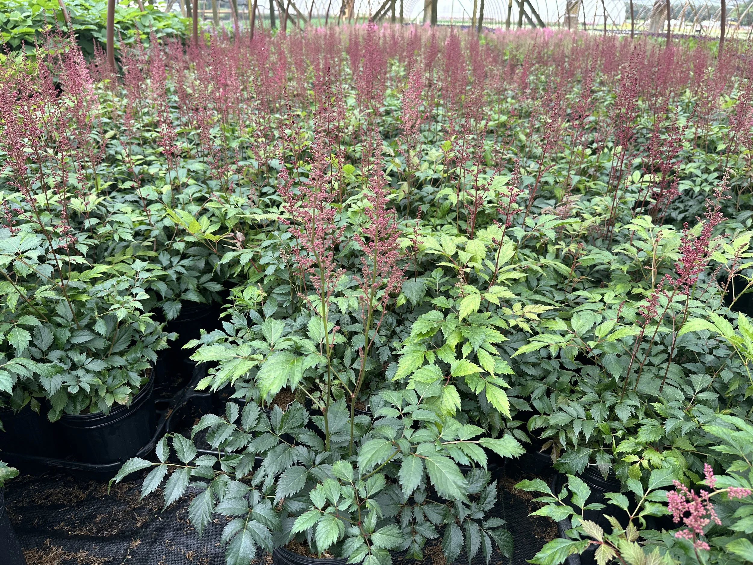 Astilbe x arendsii 'Fanal'