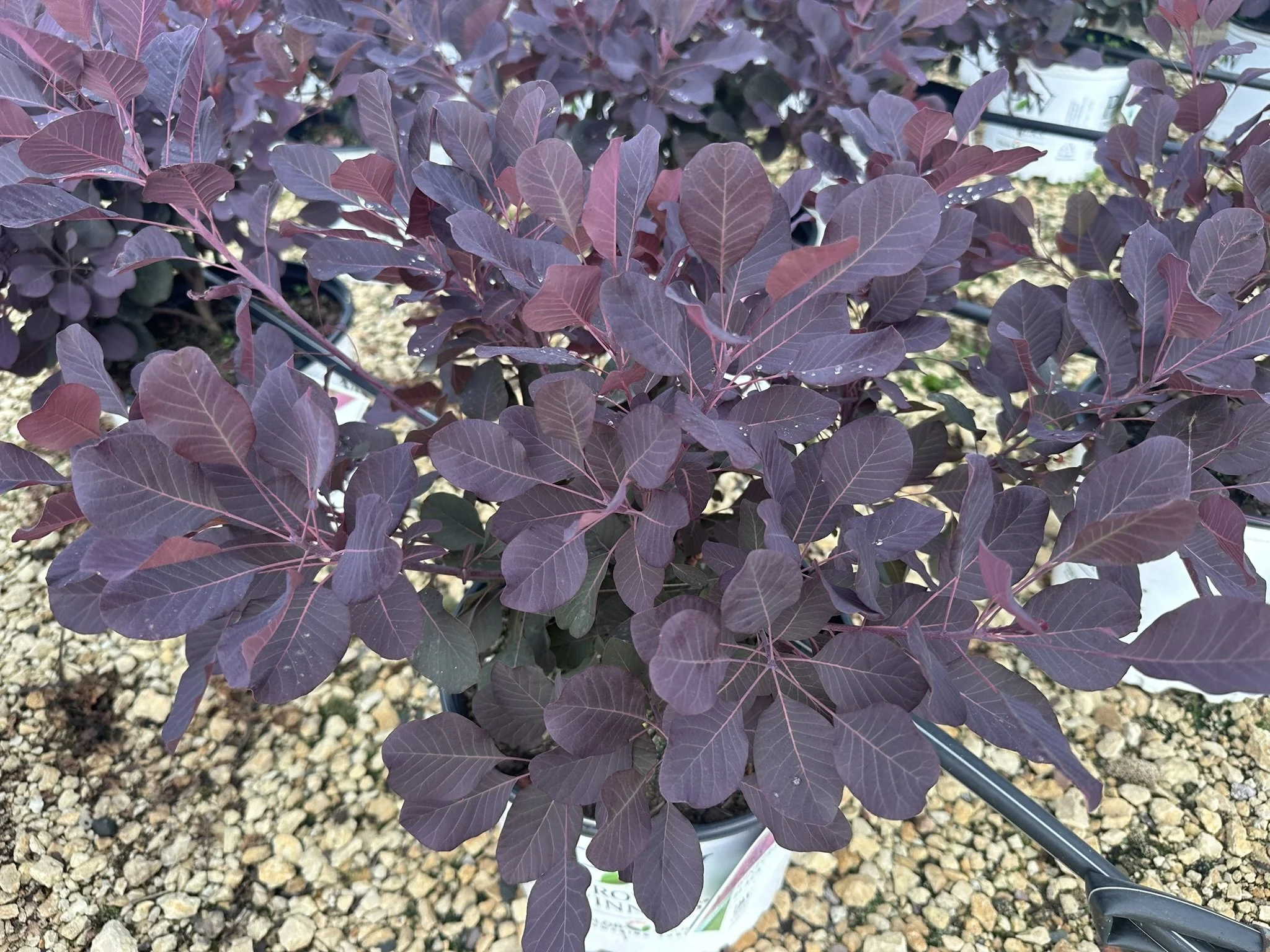 Cotinus coggygria Winecraft Black® 'NCC01' PP30216