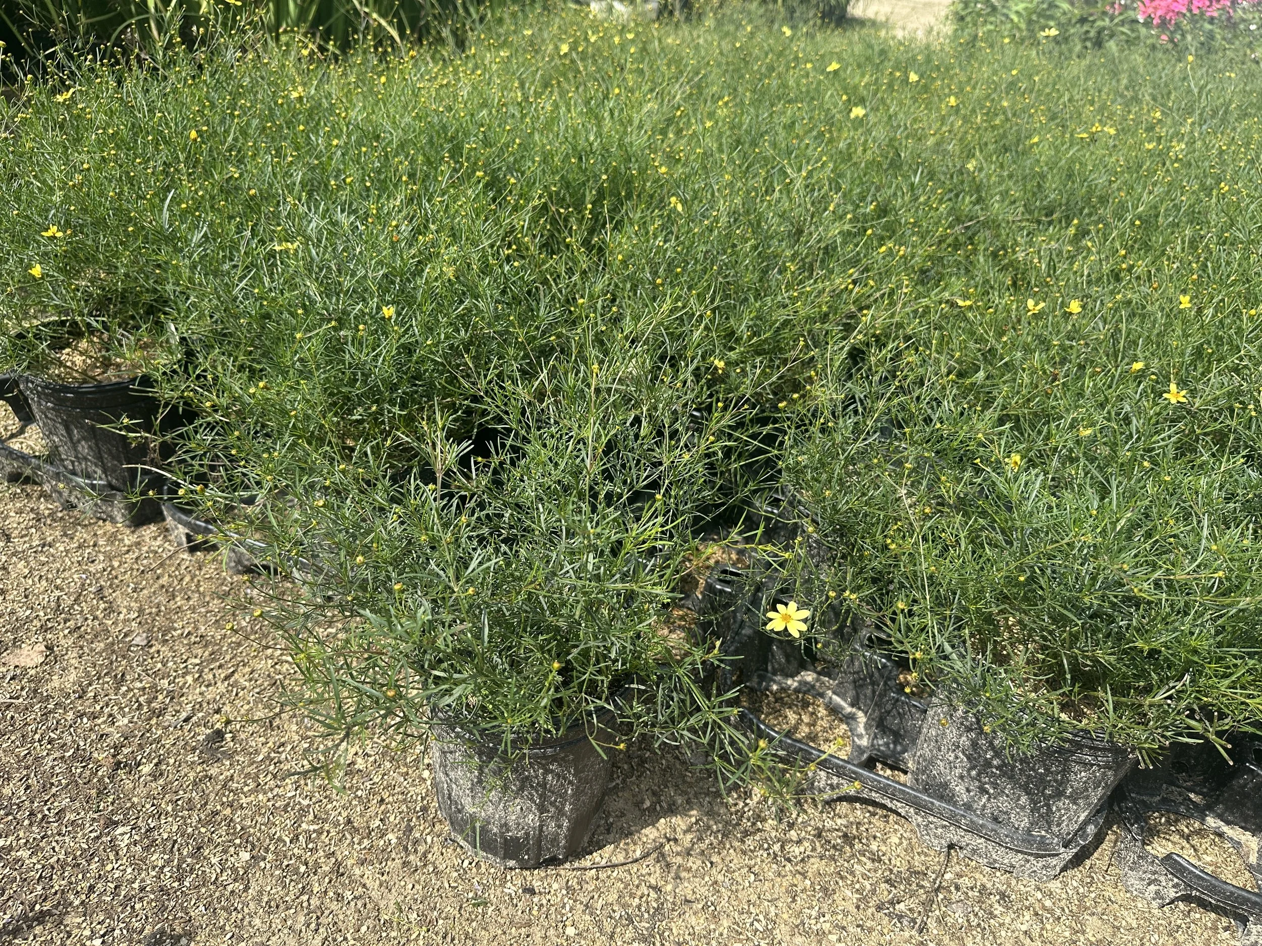 Coreopsis verticillata 'Moonbeam'
