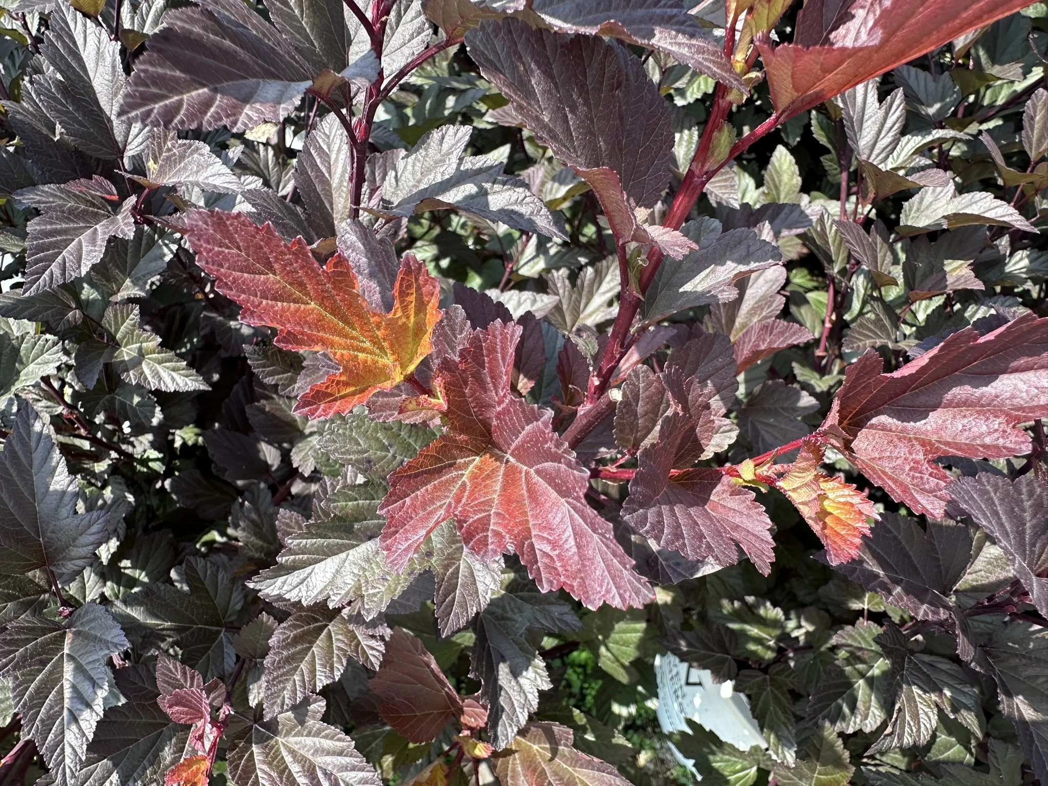 Physocarpus op. Ginger Wine® 'SMNPOBLR' PP28695
