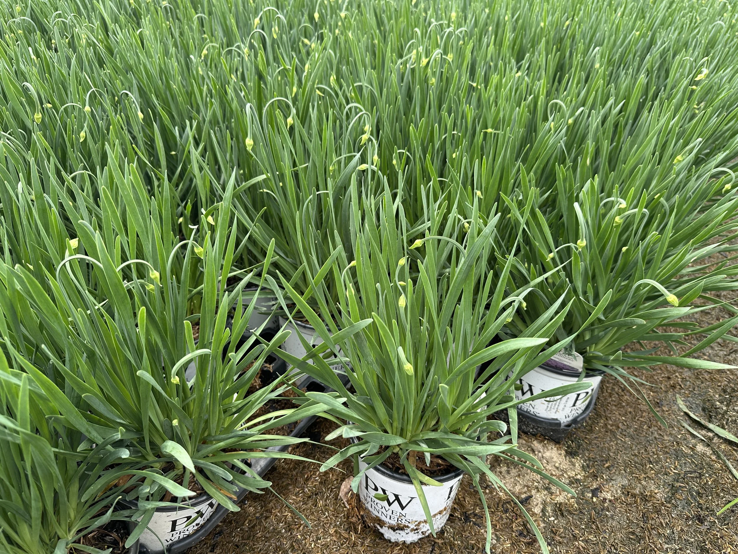 Allium 'Serendipity' PP32023
