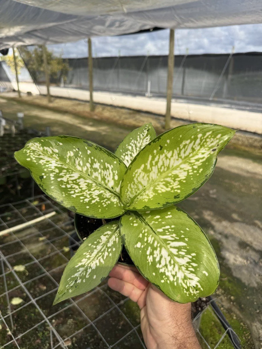 6IN Dieffenbachia Military.jpg