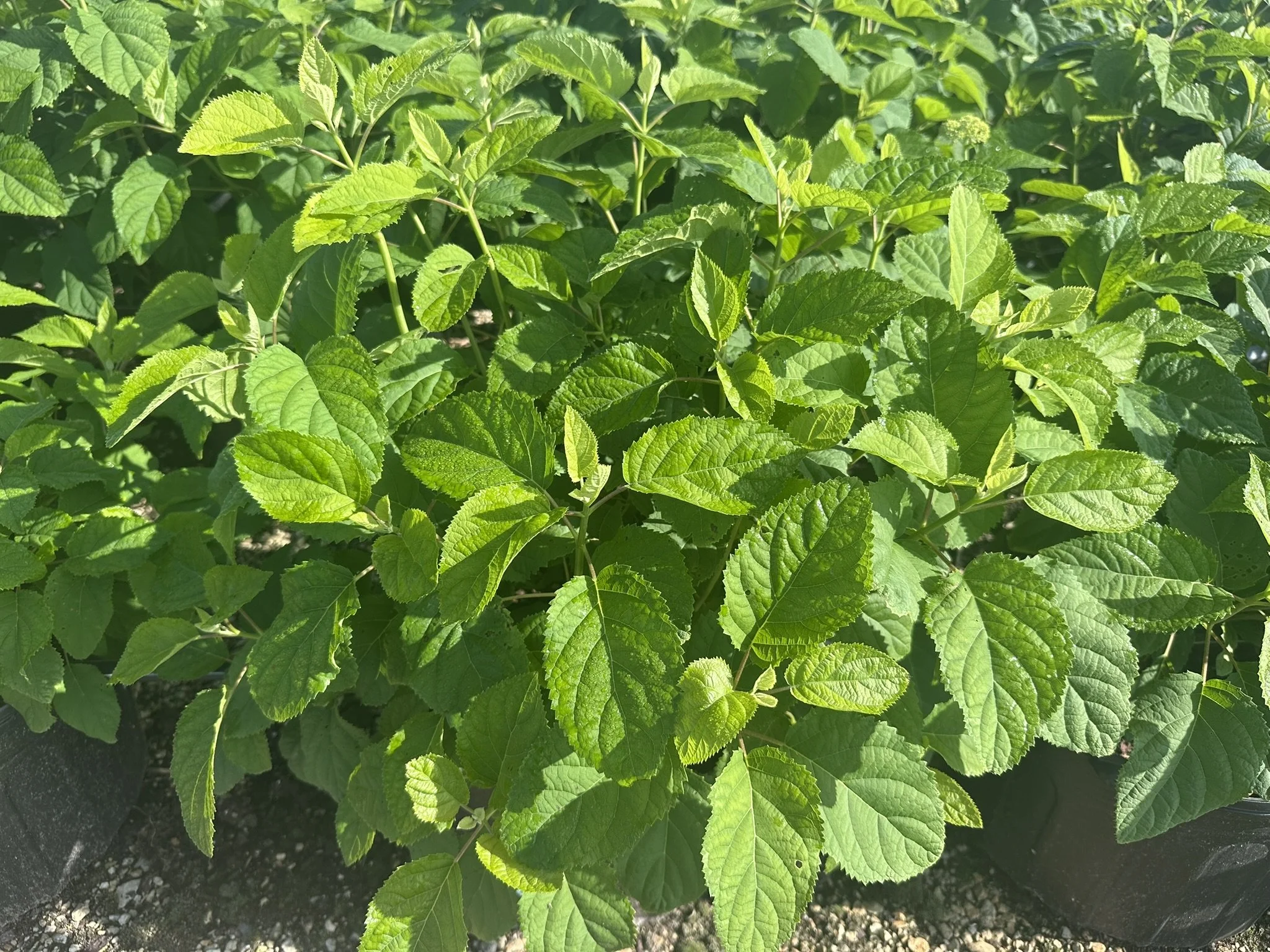 Hydrangea arborescens 'Annabelle'