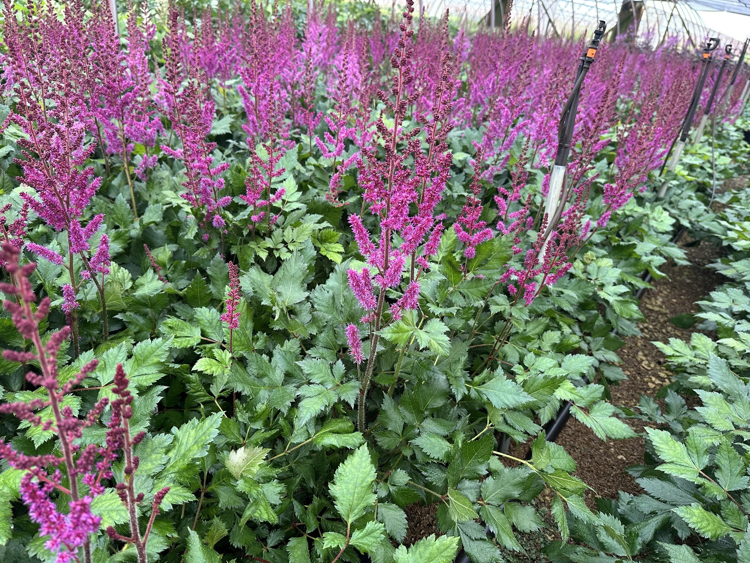 Astilbe chinensis 'Vision in Red'