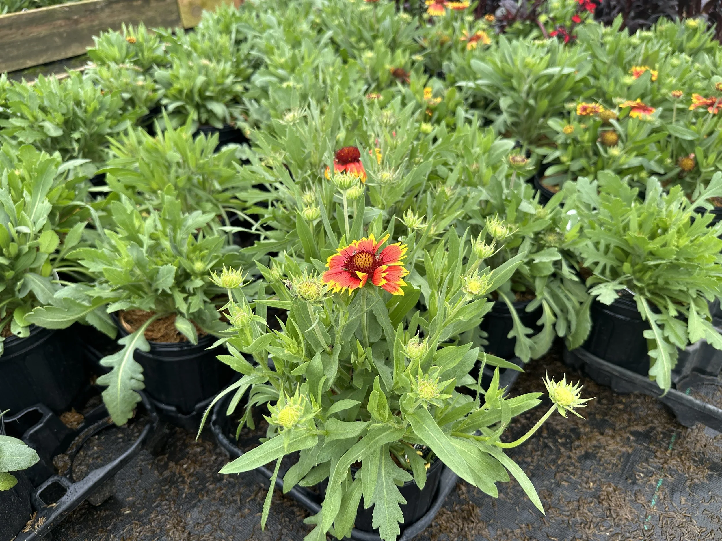Gaillardia aristata 'Arizona Sun'