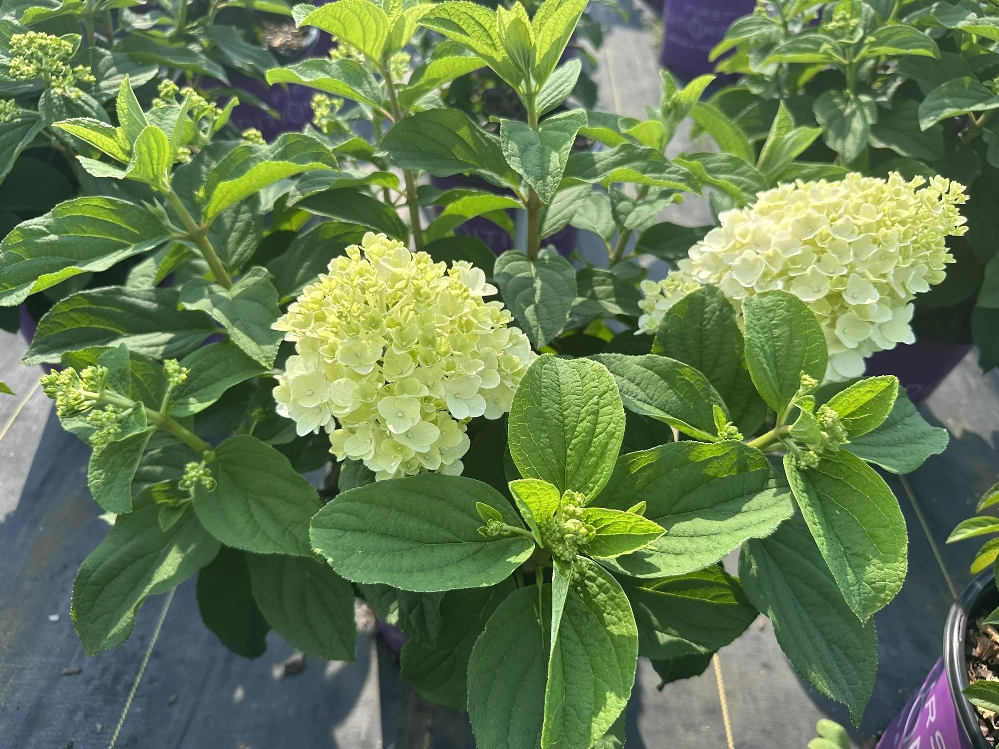 Hydrangea paniculata Little Hottie® 'Bailpanone' PP32549