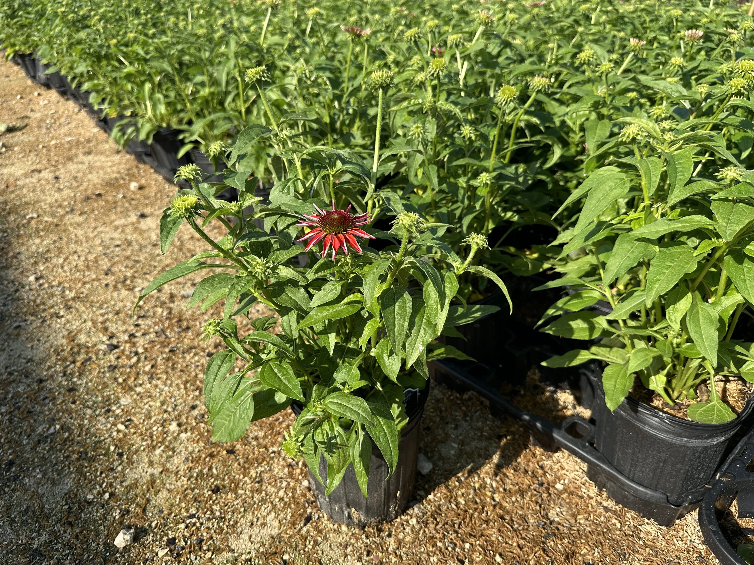 Echinacea Sombrero® Salsa Red 'Balsomsed' PP23105
