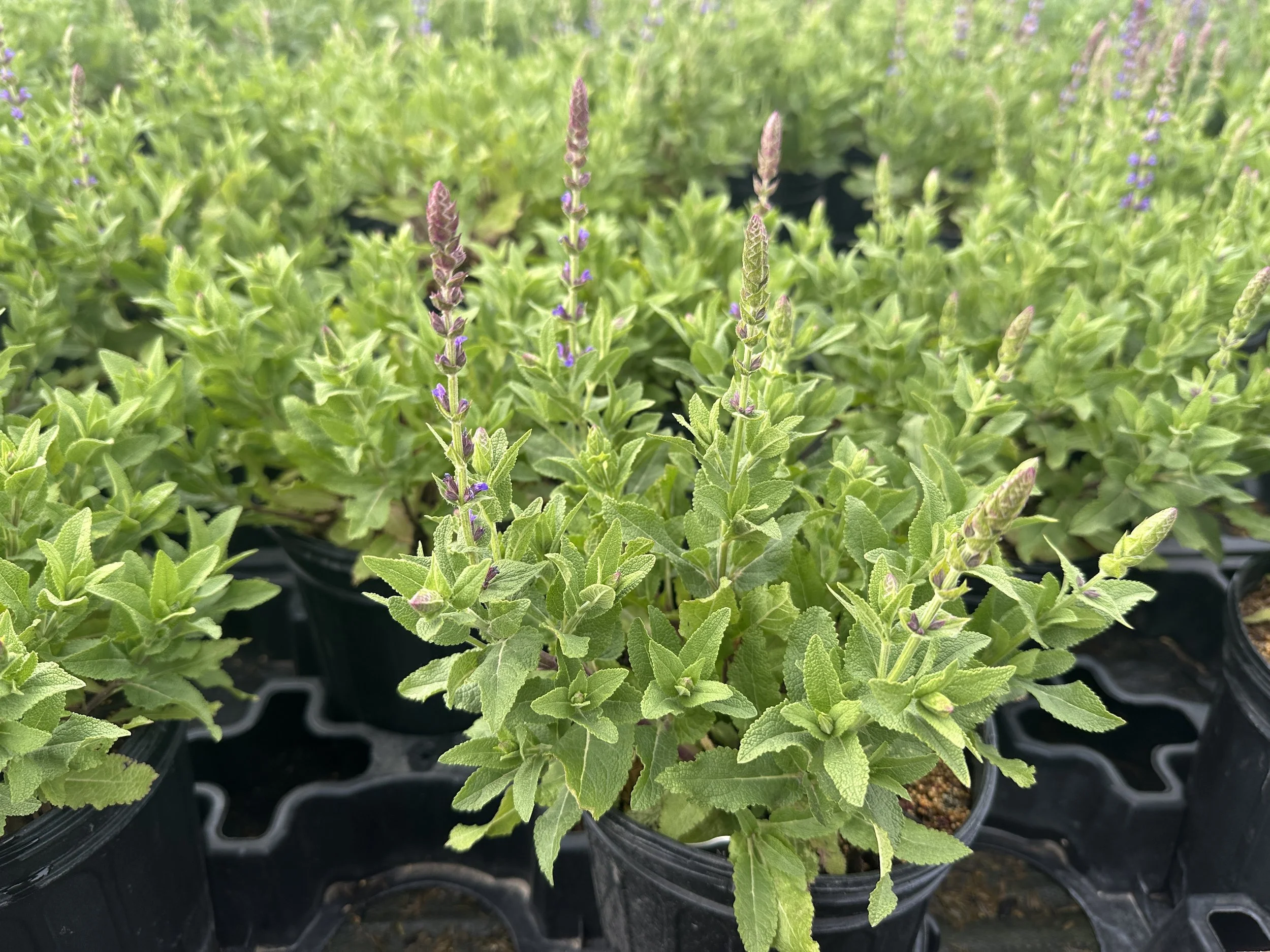 Salvia nemorosa 'East Friesland' ('Ostfriesland')