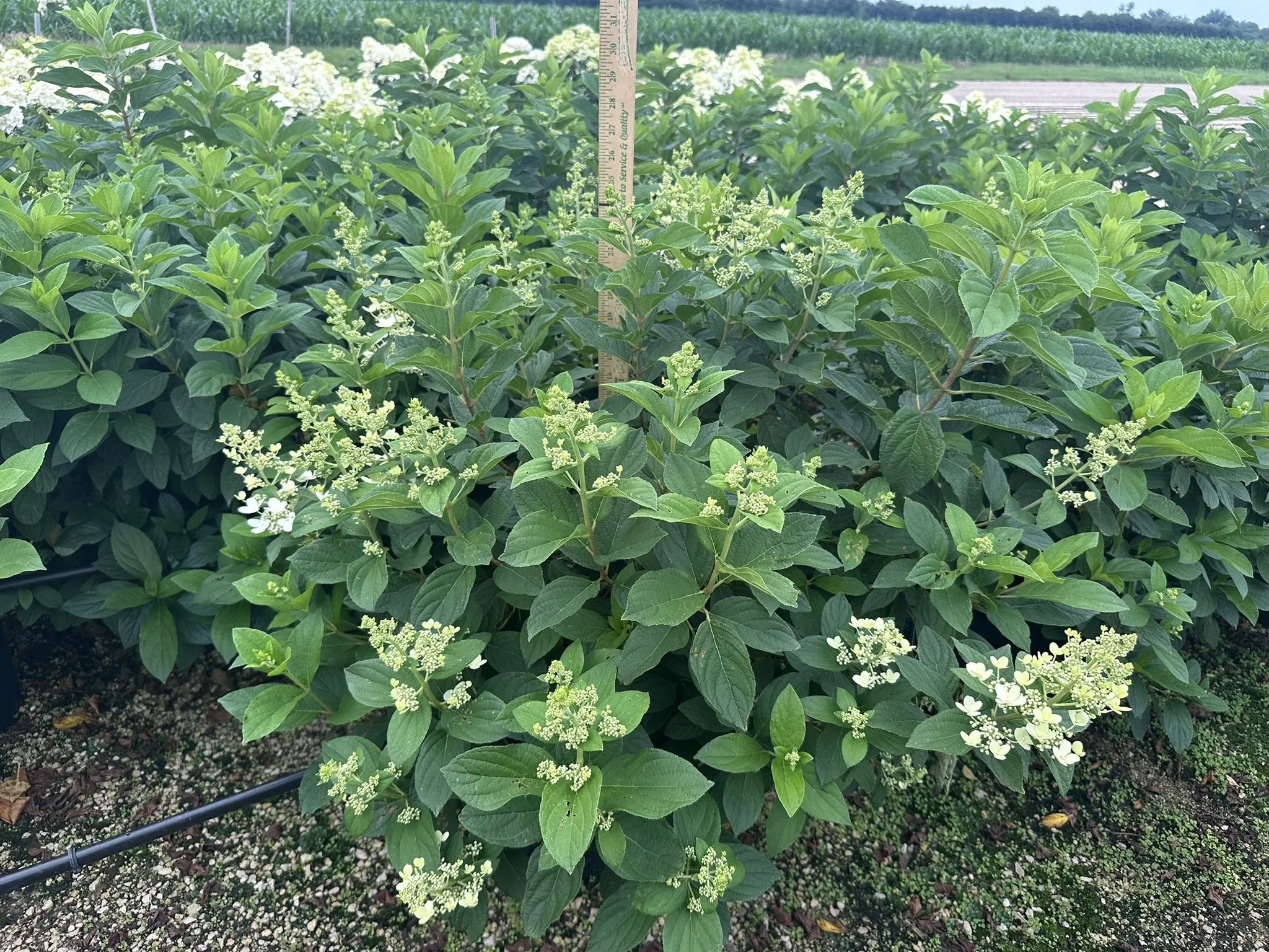 Hydrangea paniculata 'Tardiva'
