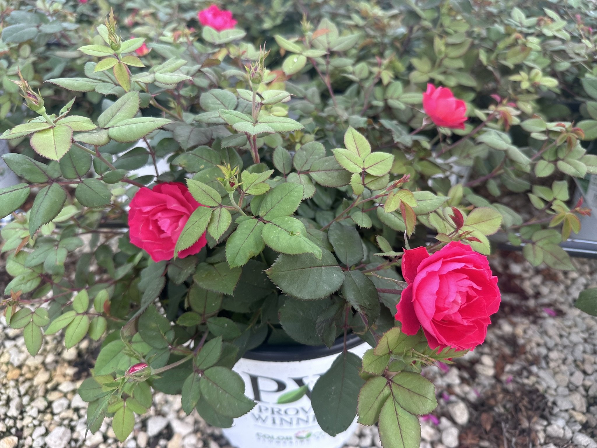 Rosa Oso Easy Double Red® 'Meipeporia' PP26298