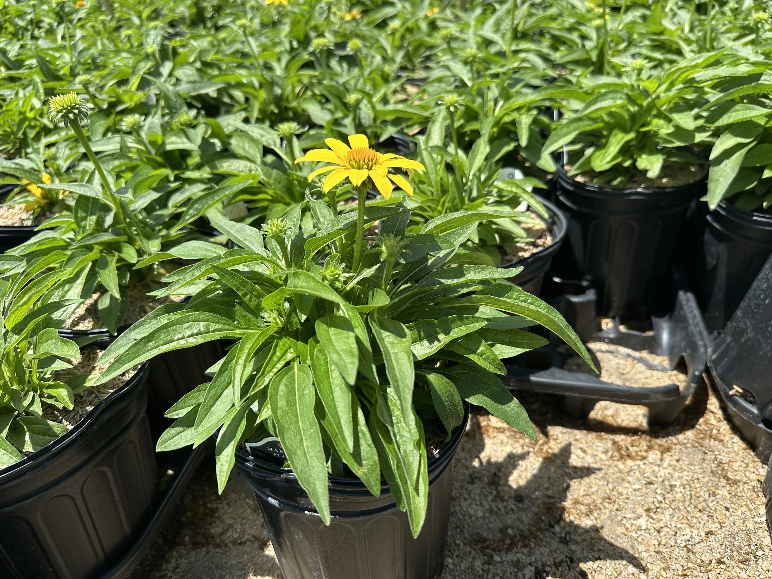 Echinacea Sombrero® Lemon Yellow Improved 'Balsomemyim' PP30116