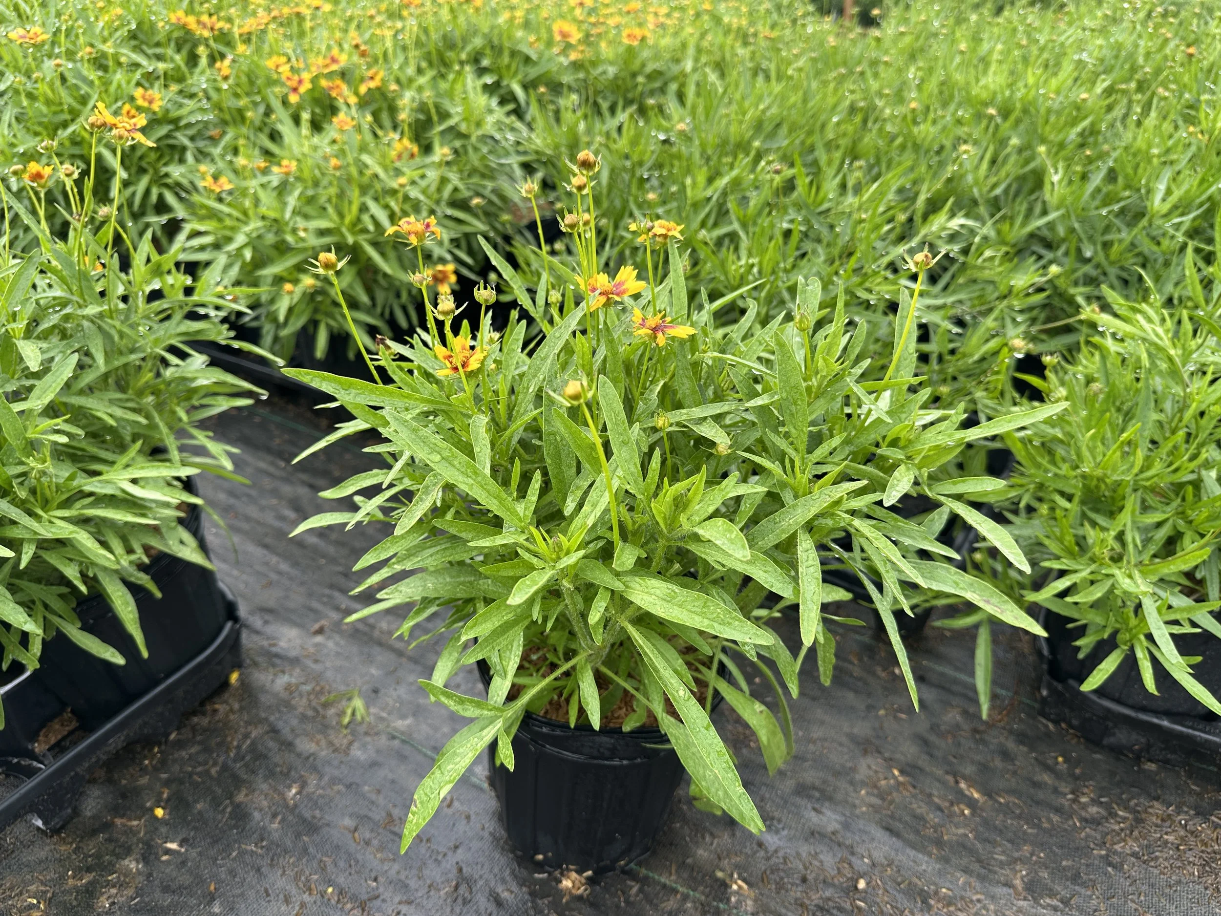 Coreopsis UpTick™ Gold & Bronze 'Baluptgonz' PP28882