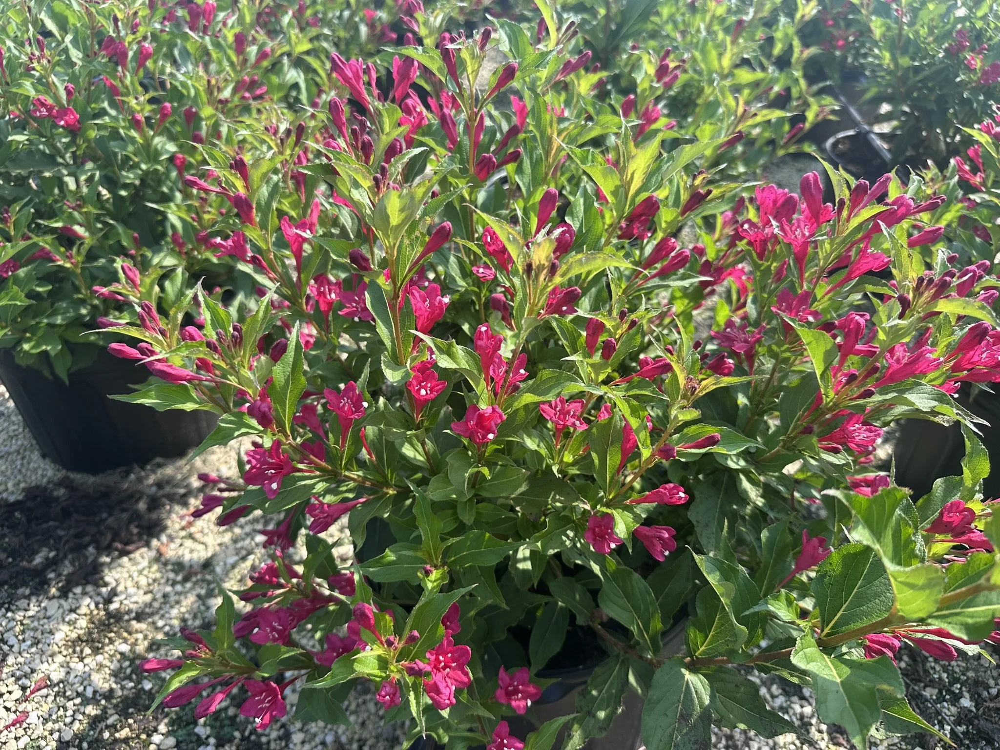 Weigela florida 'Red Prince'