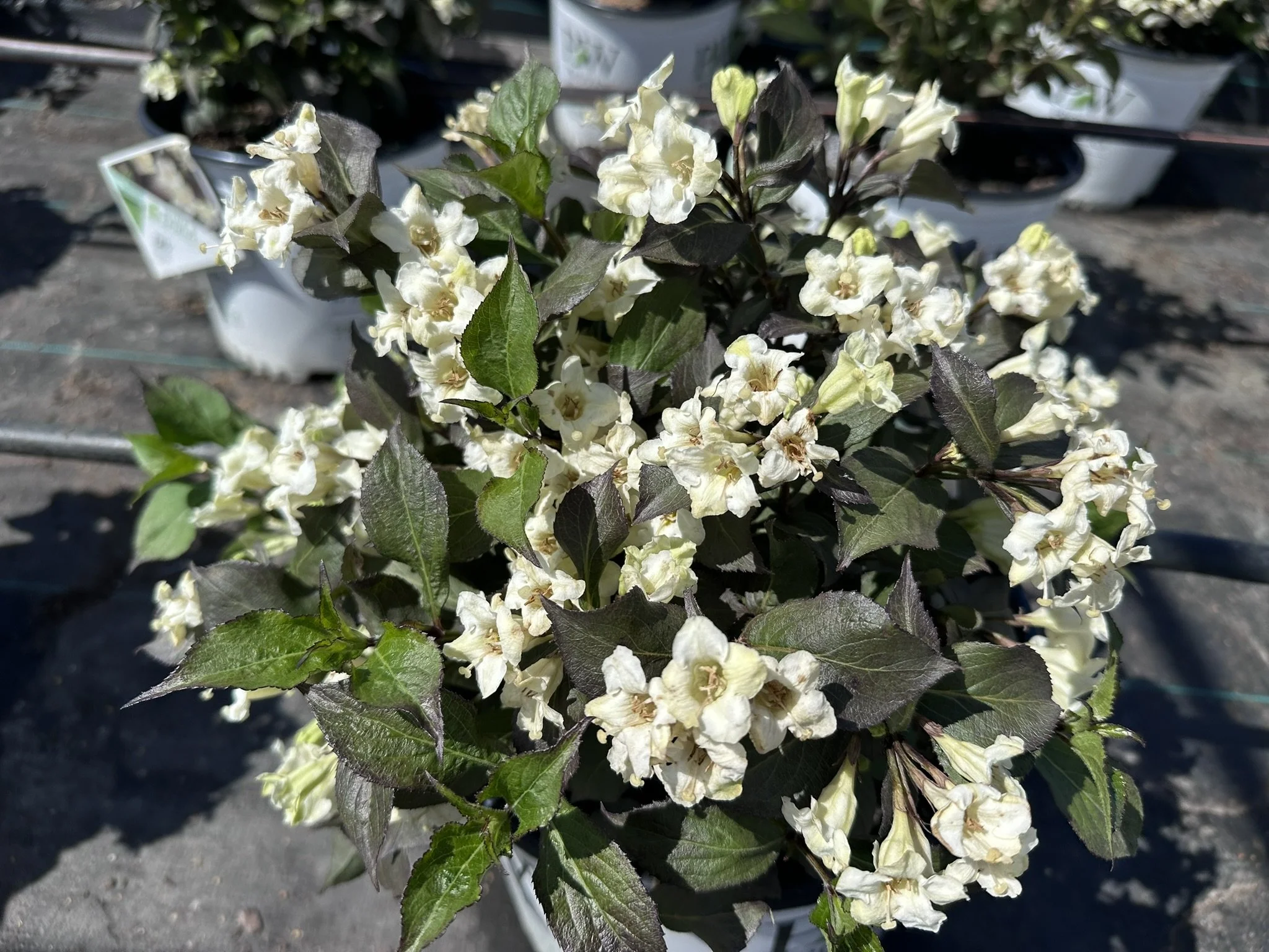 Weigela florida Wine & Spirits® 'SMNWFGC' PP34358