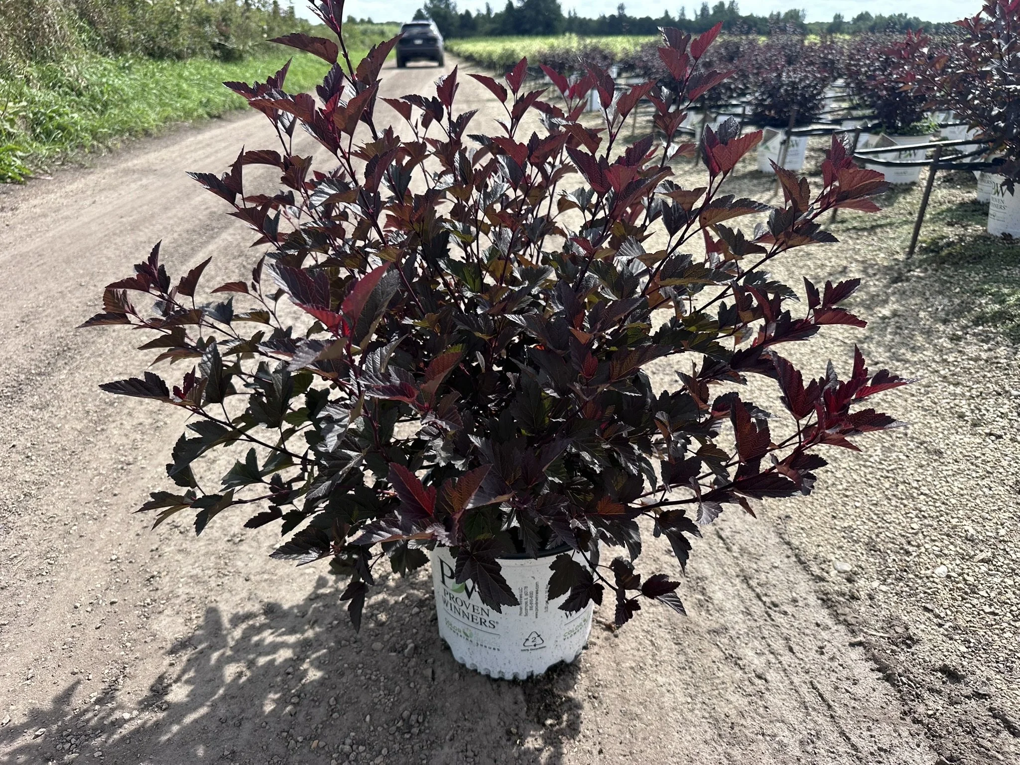 Physocarpus op. Ginger Wine® 'SMNPOBLR' PP28695