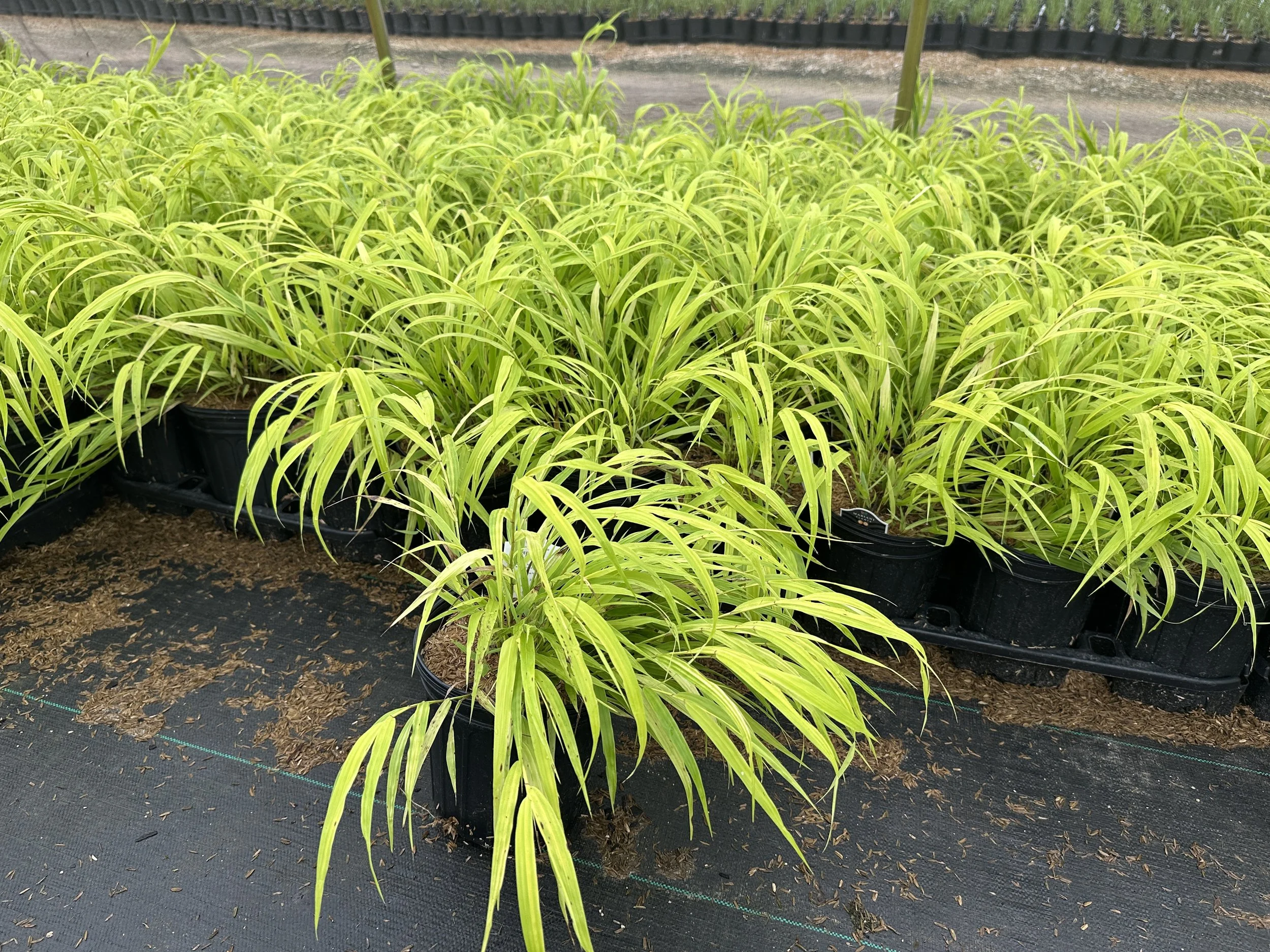 Hakonechloa macra 'All Gold'